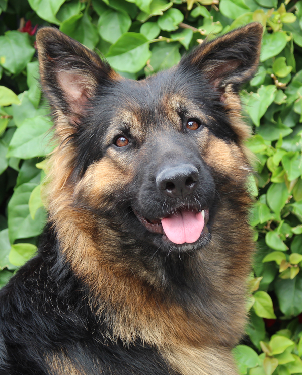 Petal von Pima, an adoptable German Shepherd Dog in Los Angeles, CA image 1/6