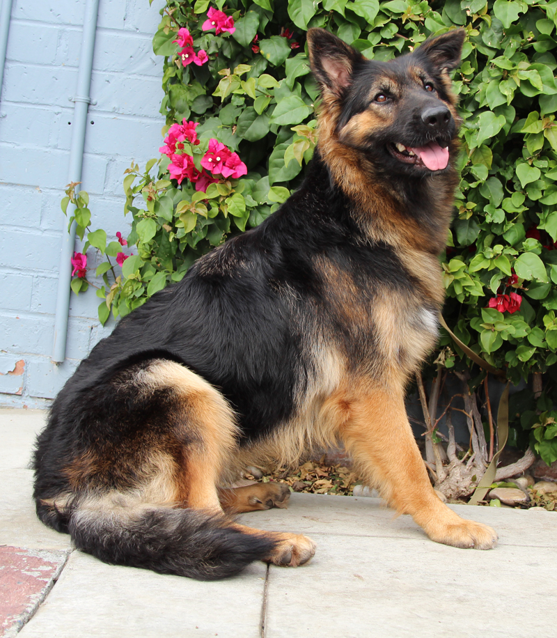 Petal von Pima, an adoptable German Shepherd Dog in Los Angeles, CA image 4/6