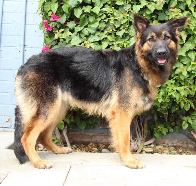 Petal von Pima, an adoptable German Shepherd Dog in Los Angeles, CA image 6/6