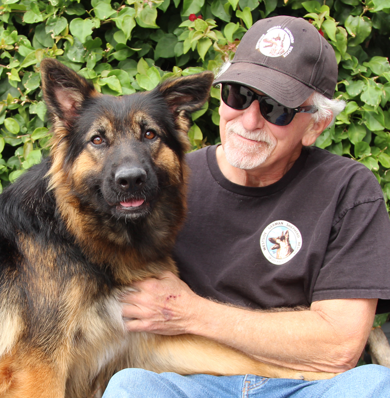 Petal von Pima, an adoptable German Shepherd Dog in Los Angeles, CA image 2/6