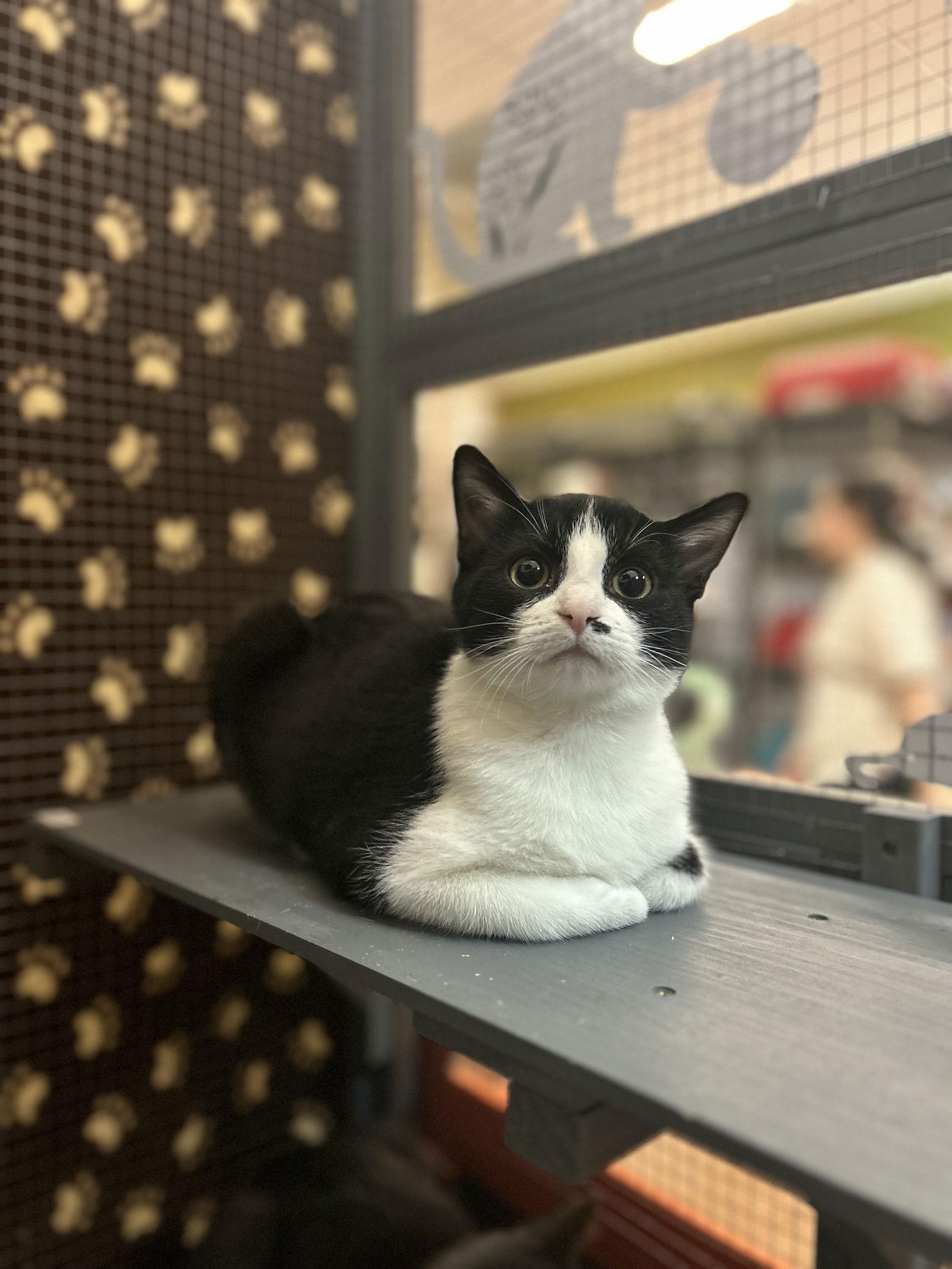 Rowan, Adopted, Young Male Domestic Short Hair.