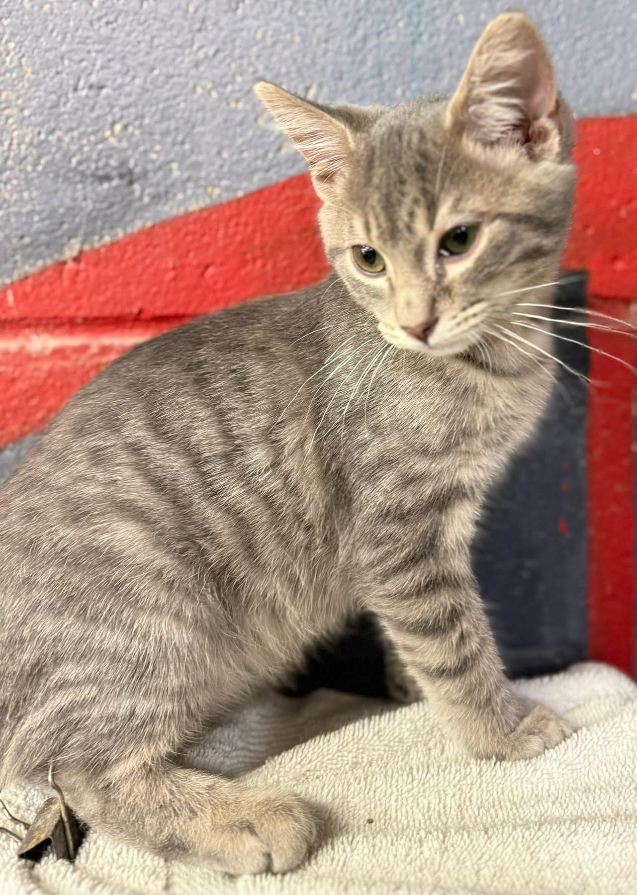 Enlarge Maverick kitten, an adopted Tabby in Jackson, GA image 1/4