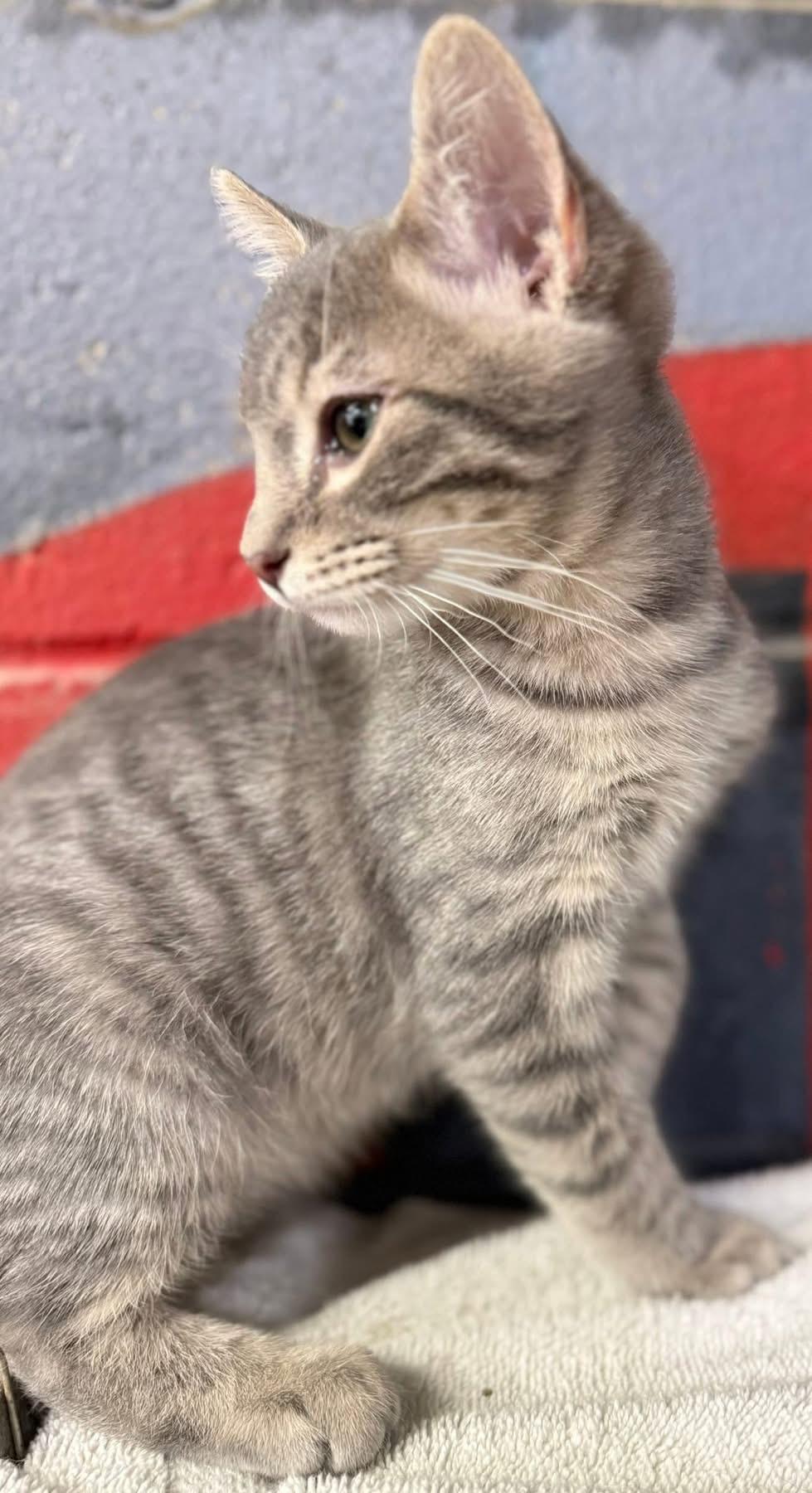 Enlarge Maverick kitten, an adopted Tabby in Jackson, GA image 4/4