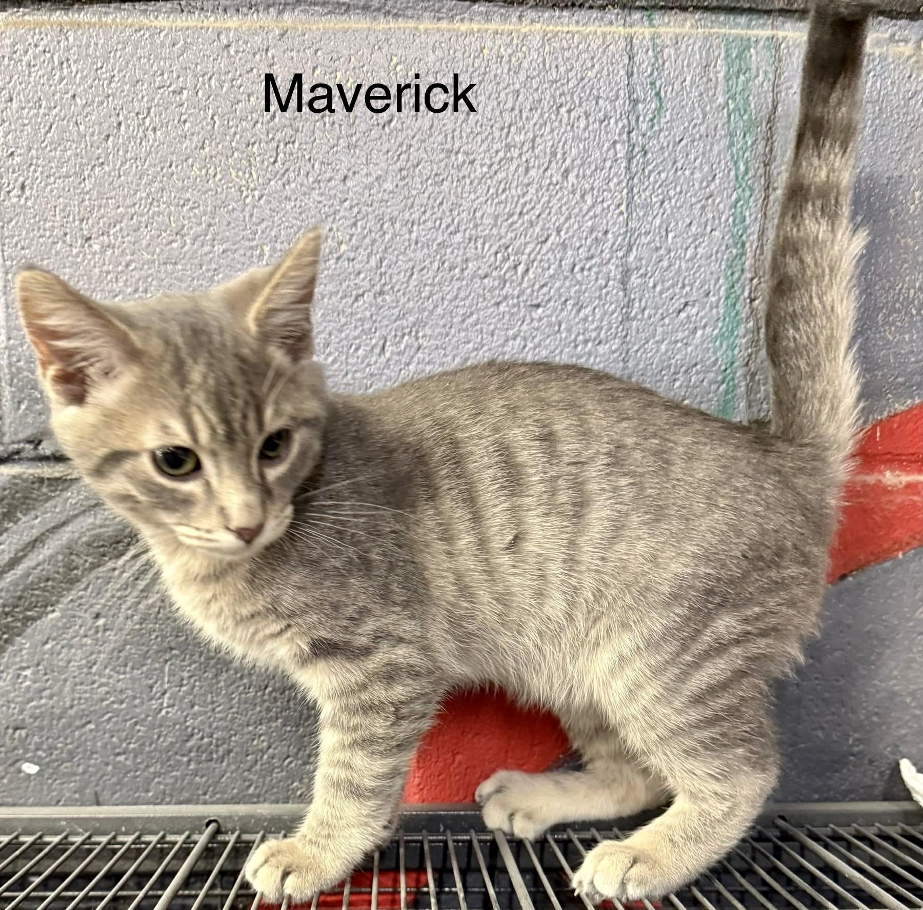 Enlarge Maverick kitten, an adopted Tabby in Jackson, GA image 2/4