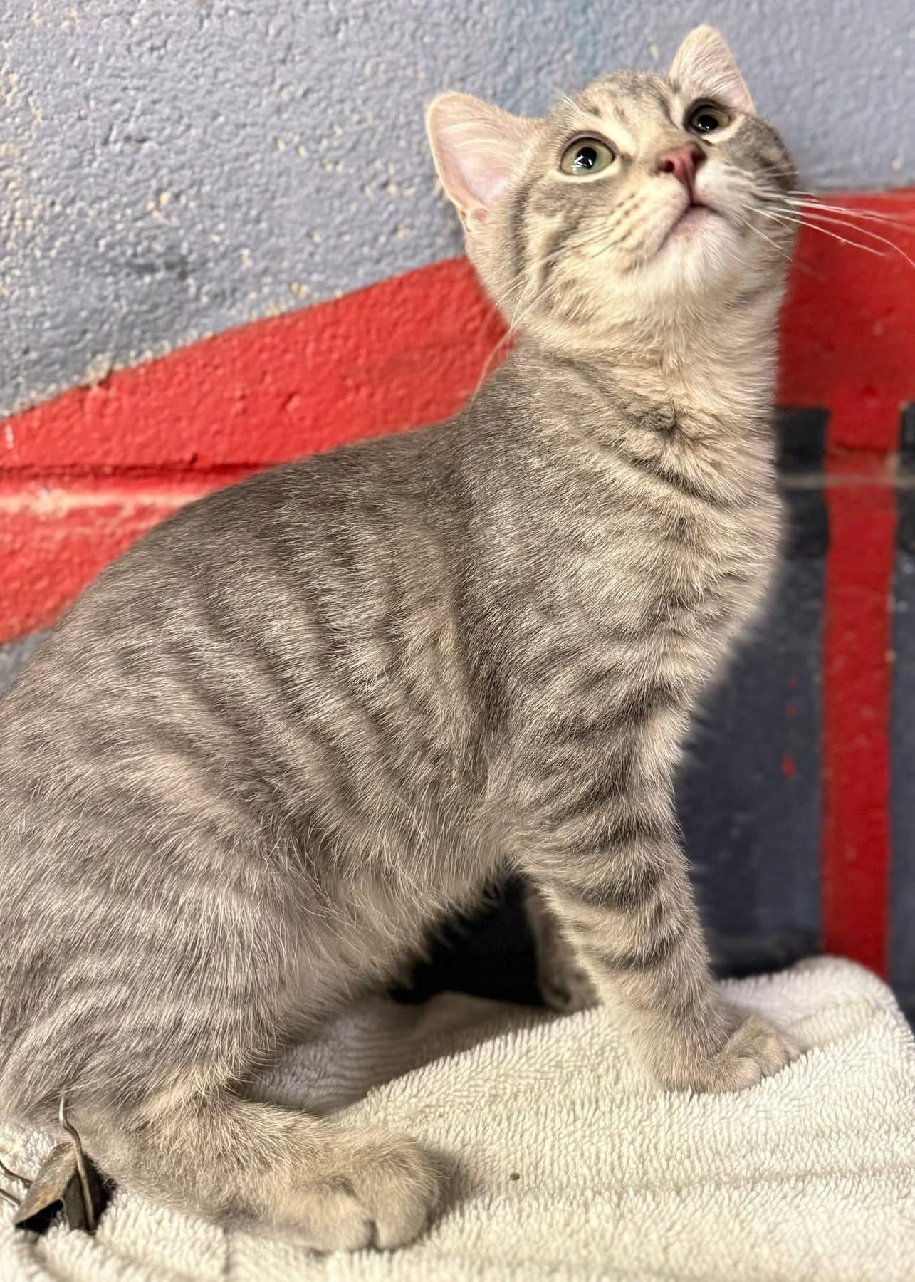 Enlarge Maverick kitten, an adopted Tabby in Jackson, GA image 3/4