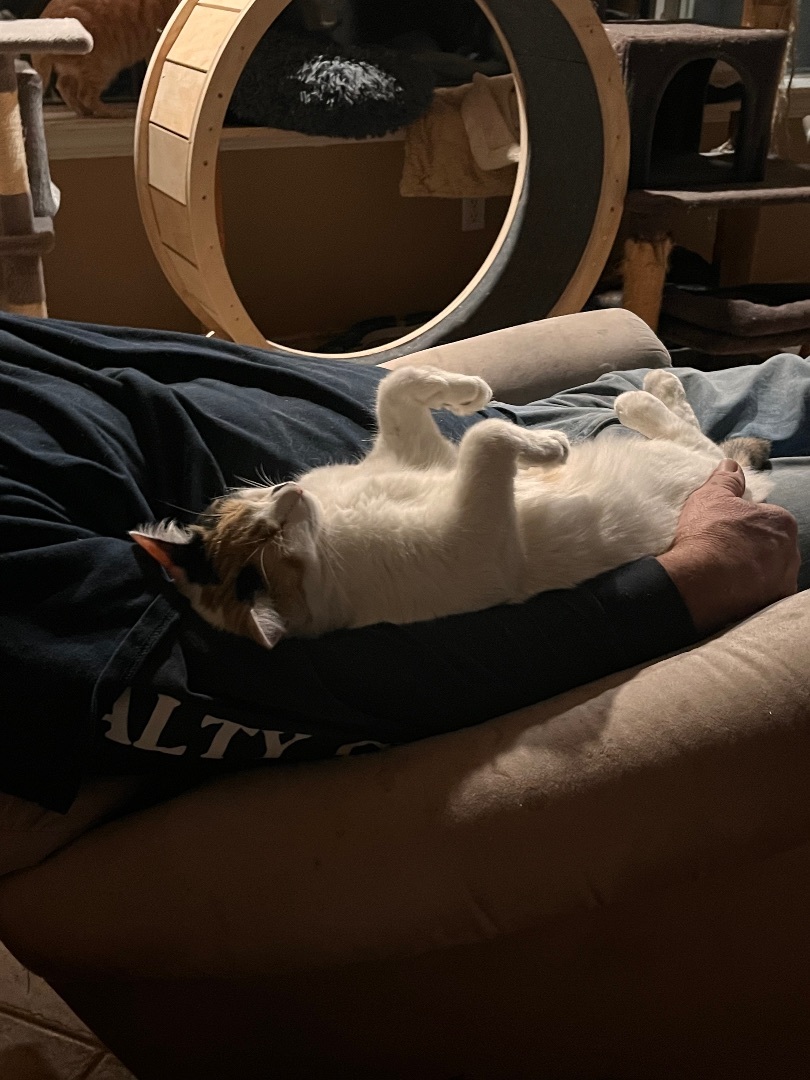 Candy Land, a Adoptable mixed breed in Moreno Valley, CA image 4/6