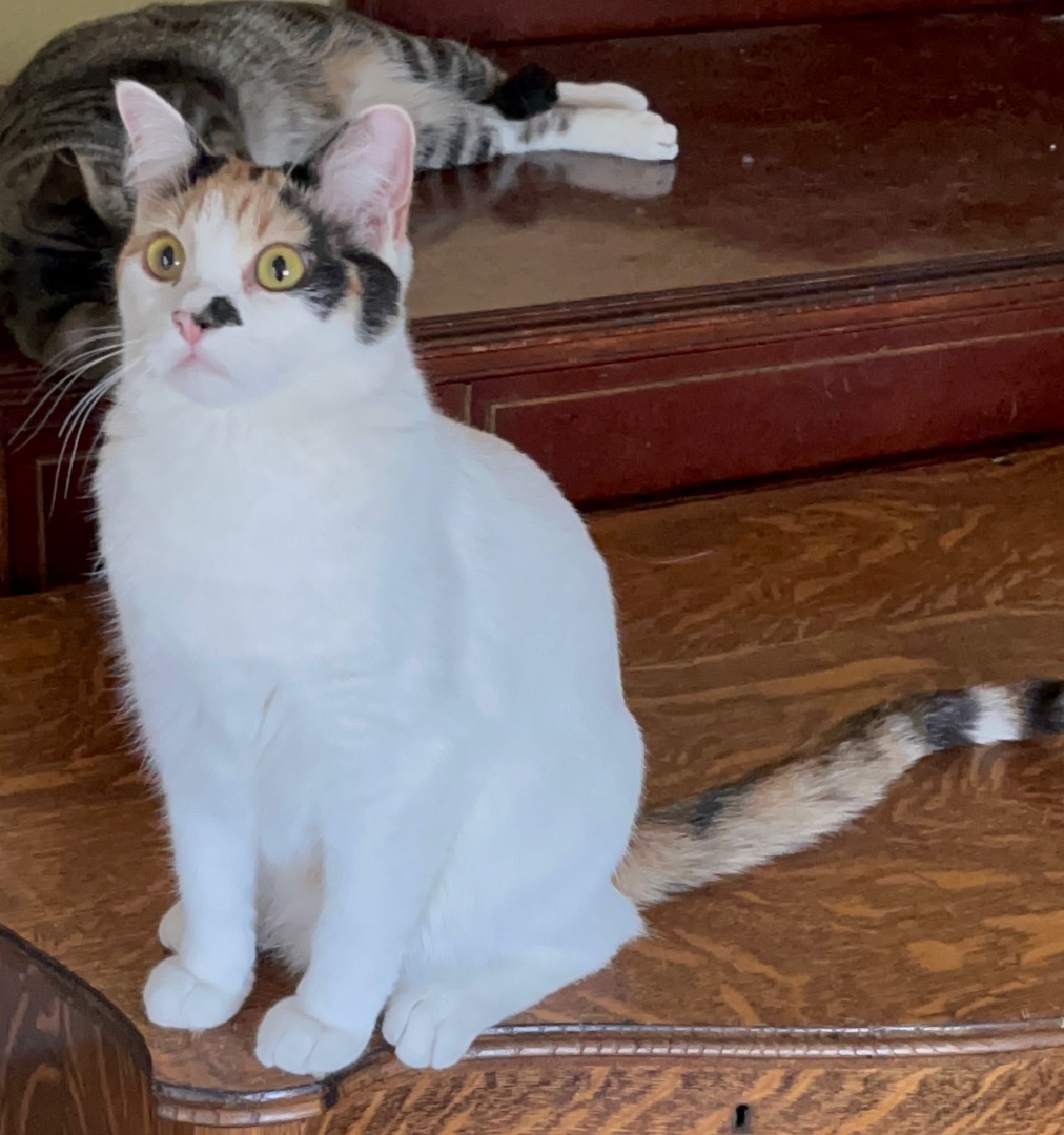 Candy Land, Adult Female Domestic Short Hair