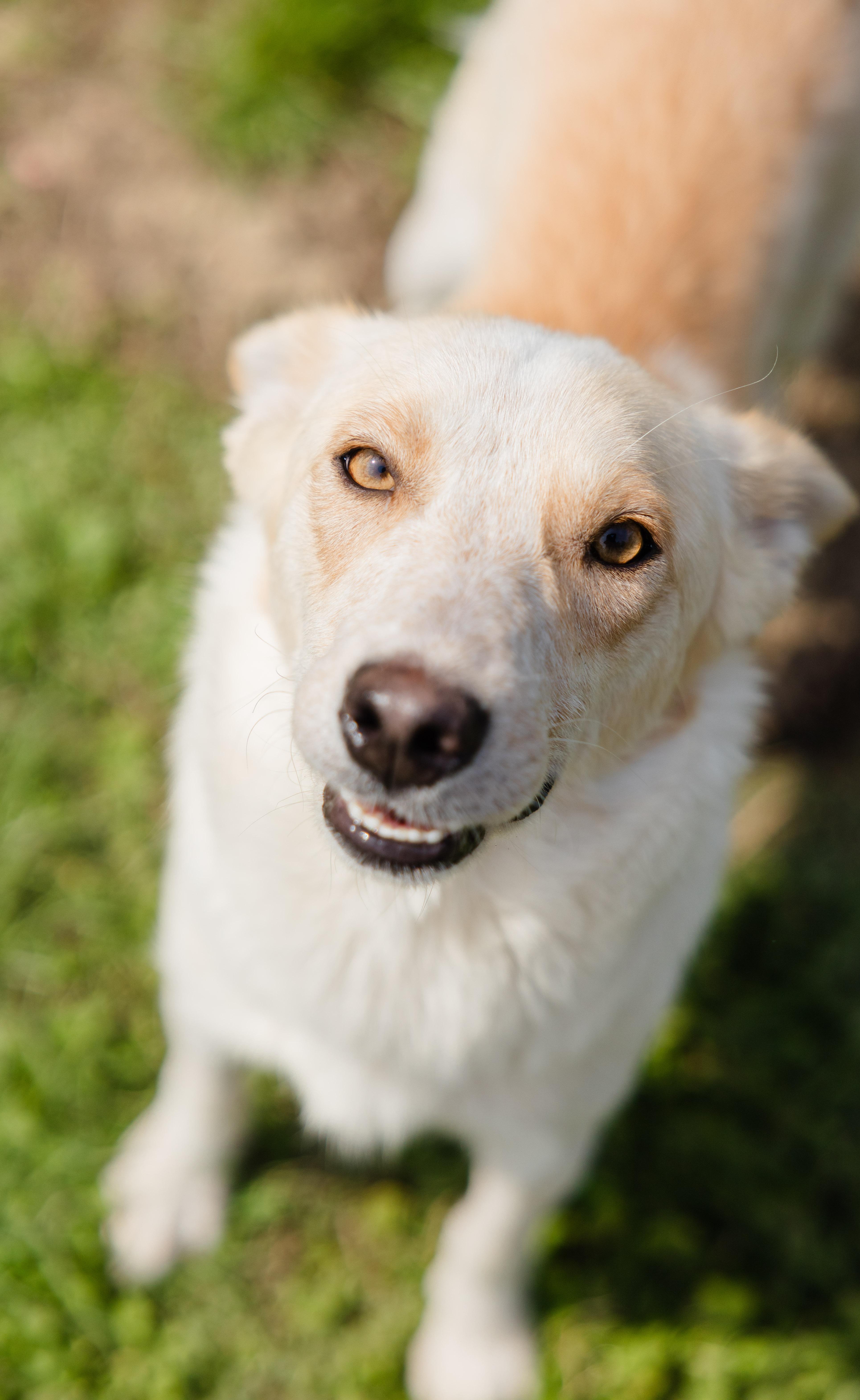 Enlarge Sasha, a ADOPTABLE mixed breed in Newburgh, IN image 2/4