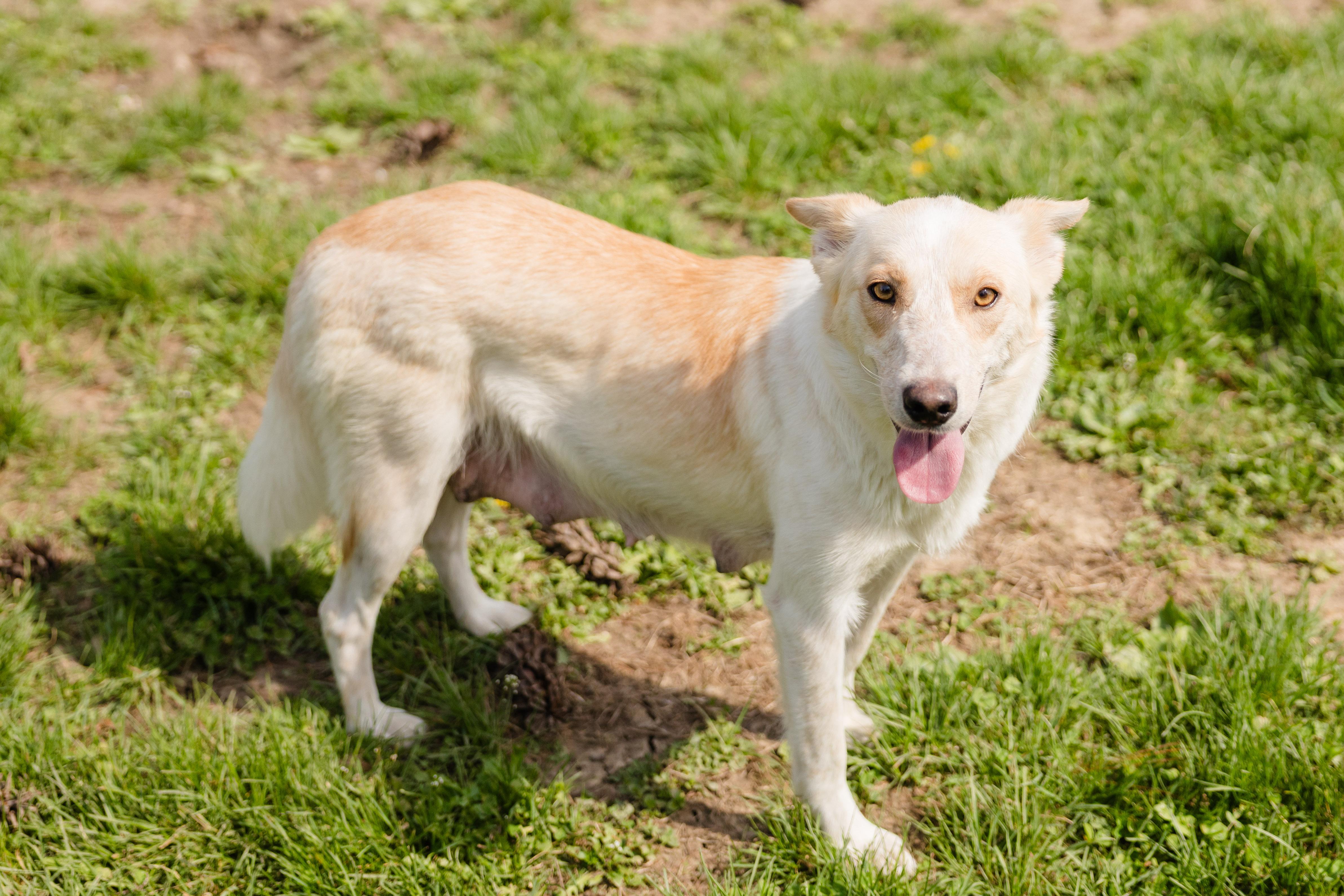 Enlarge Sasha, a ADOPTABLE mixed breed in Newburgh, IN image 3/4