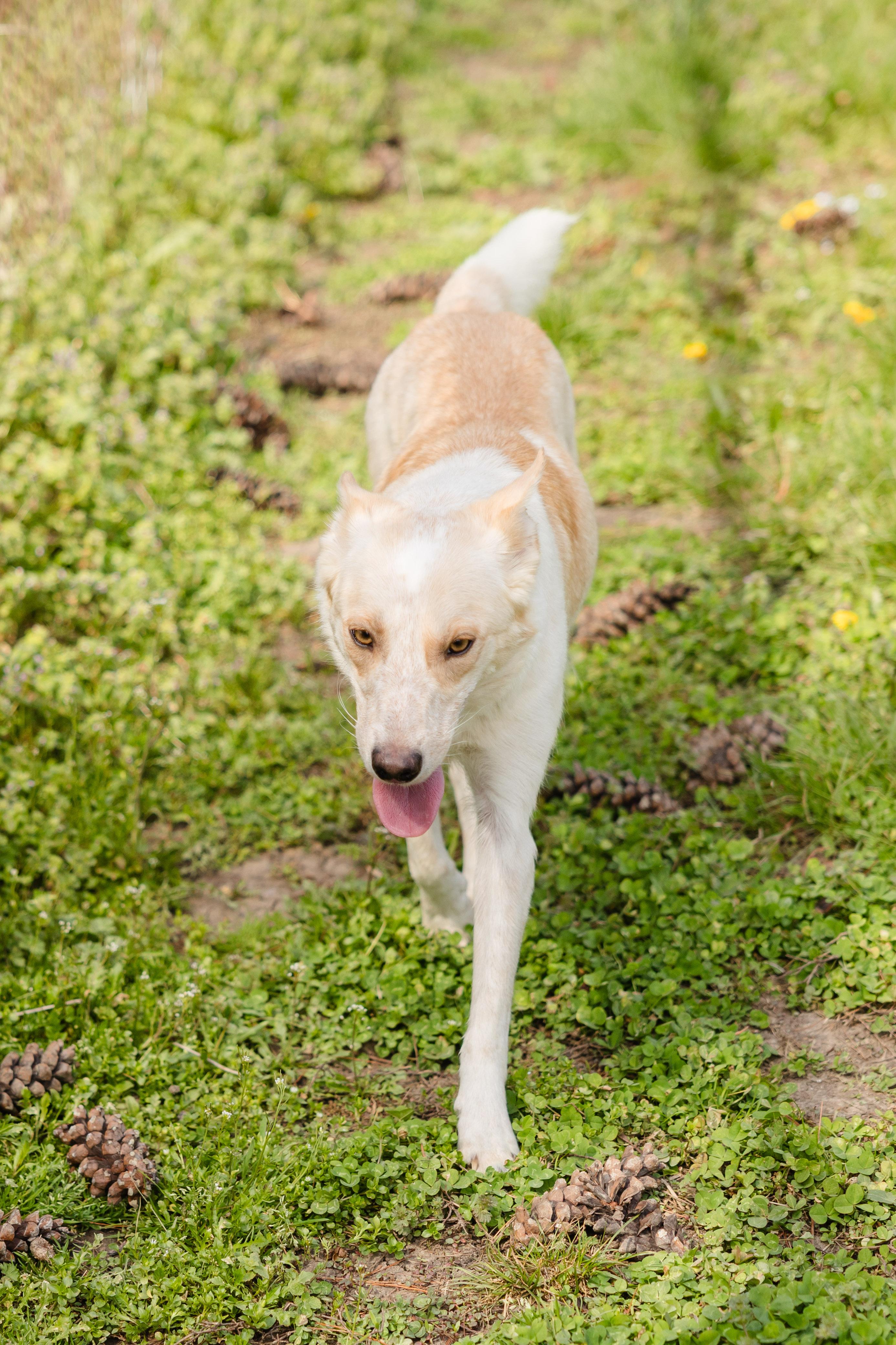Enlarge Sasha, a ADOPTABLE mixed breed in Newburgh, IN image 4/4