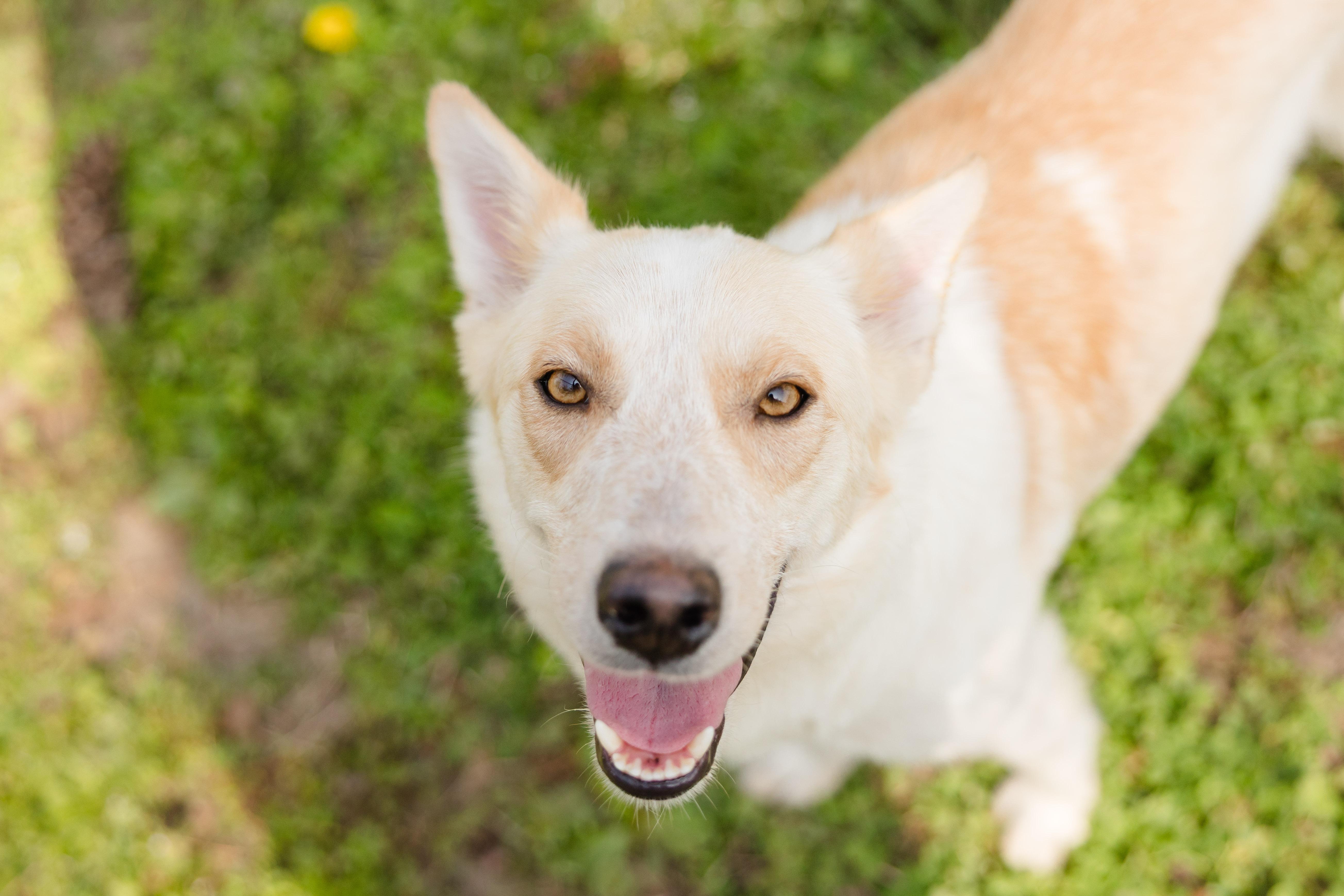 Sasha, ADOPTABLE, Adult Female Australian Cattle Dog / Blue Heeler.