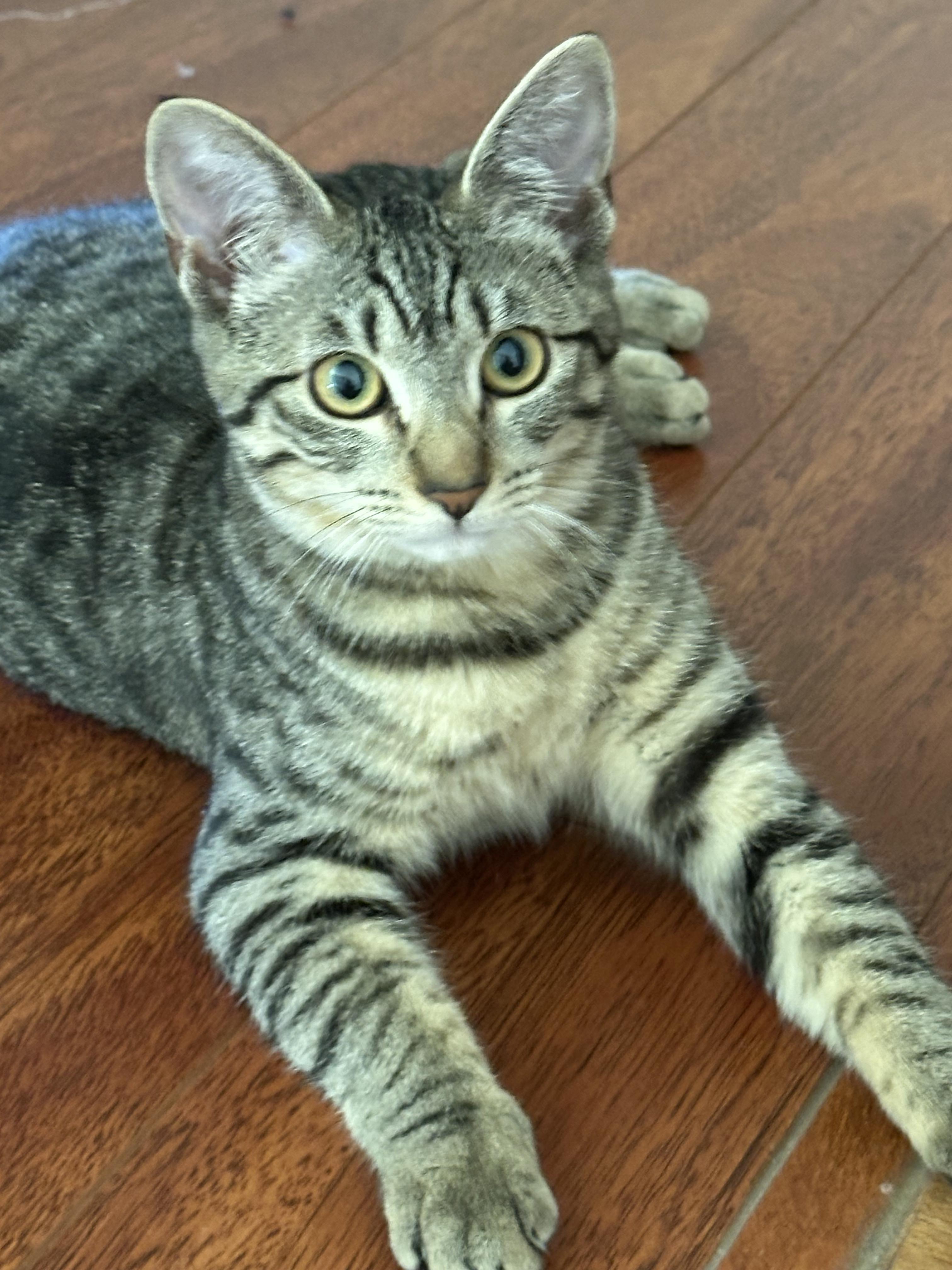Xena, ADOPTABLE, Kitten Female Tabby.