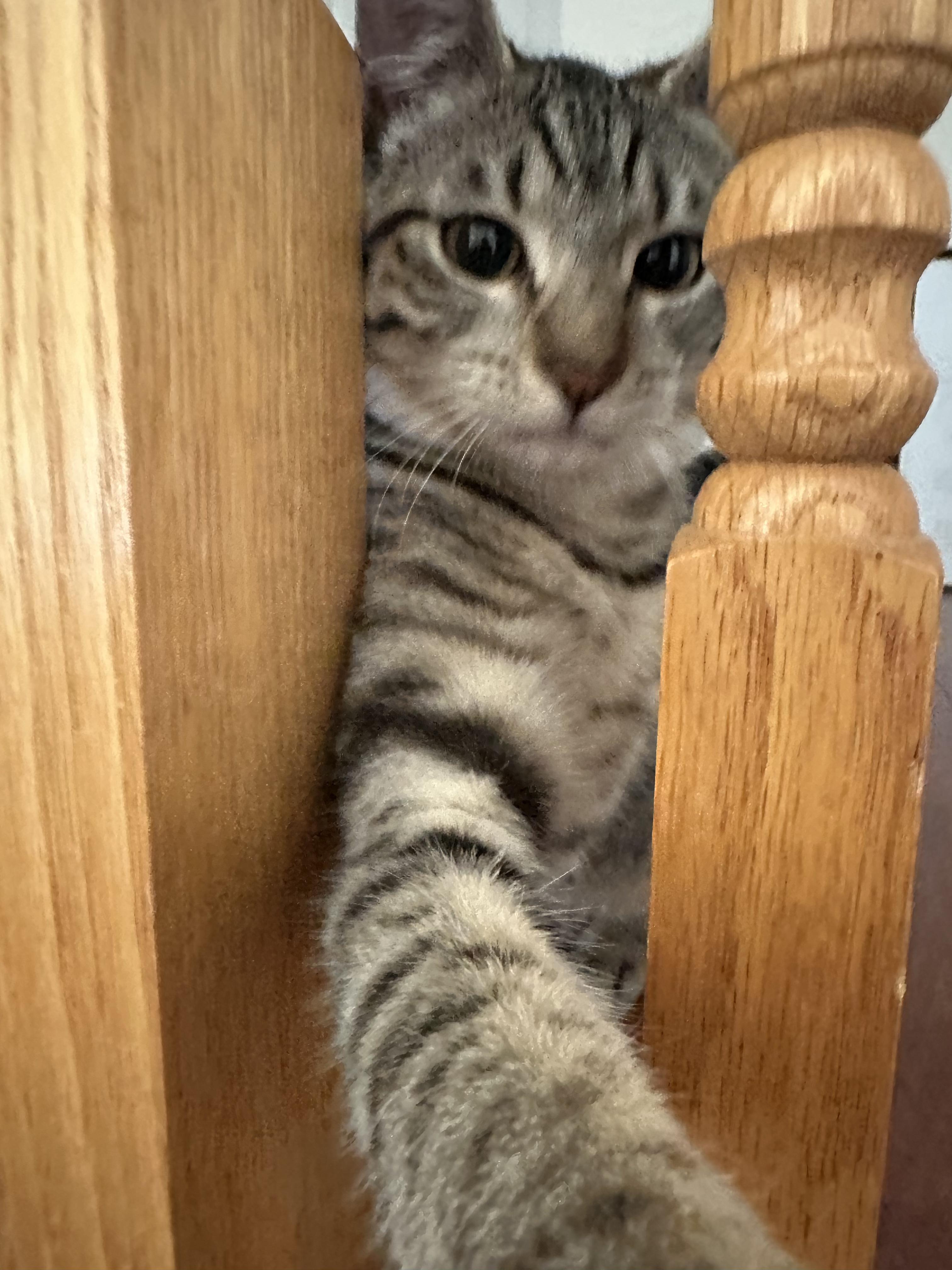 Enlarge Xena, a ADOPTABLE Tabby in Antioch, CA image 2/3