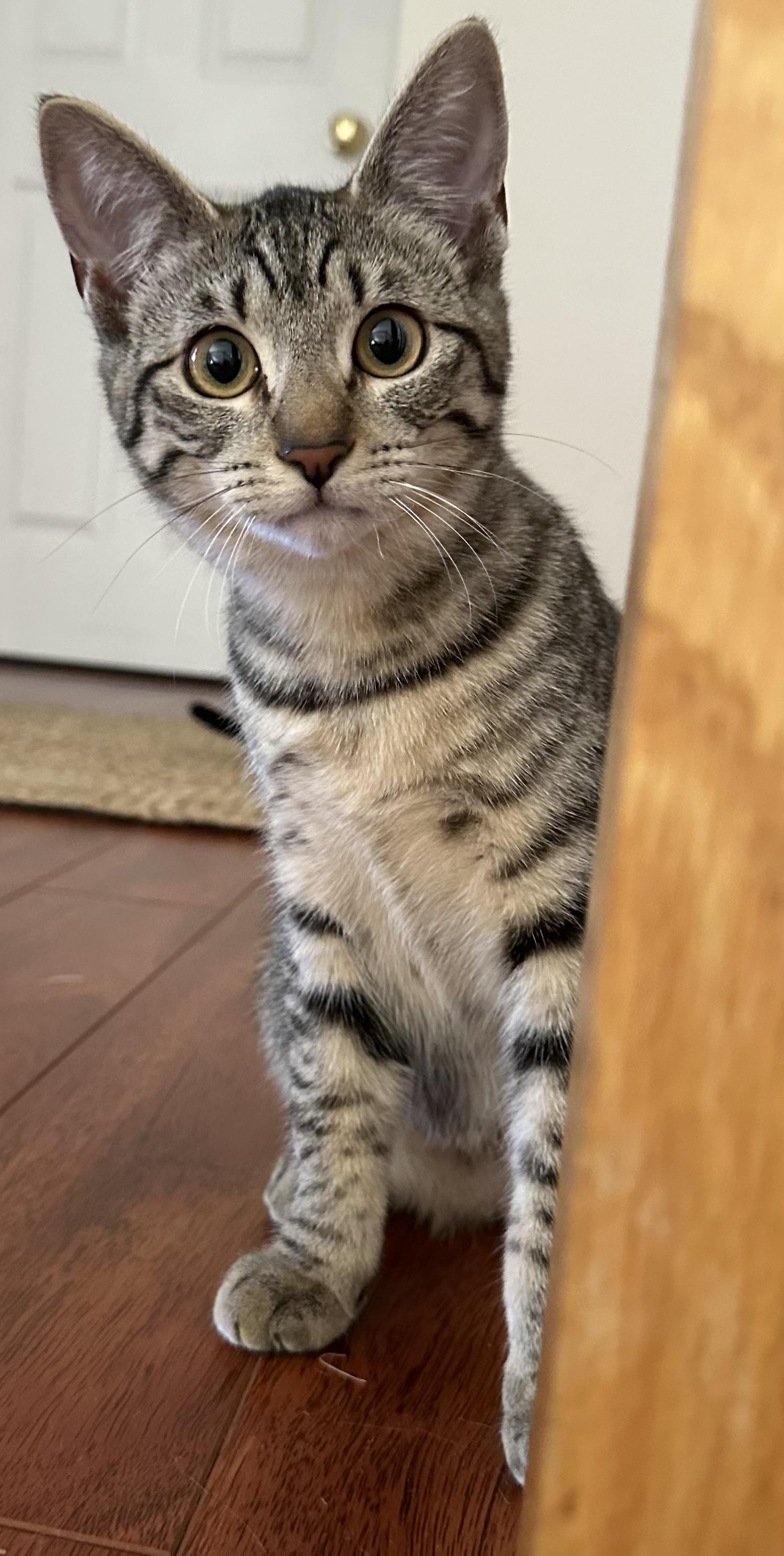 Enlarge Xena, a ADOPTABLE Tabby in Antioch, CA image 3/3