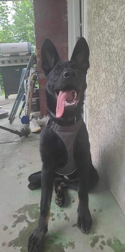 Harmony, Adopted, Puppy Female German Shepherd Dog.