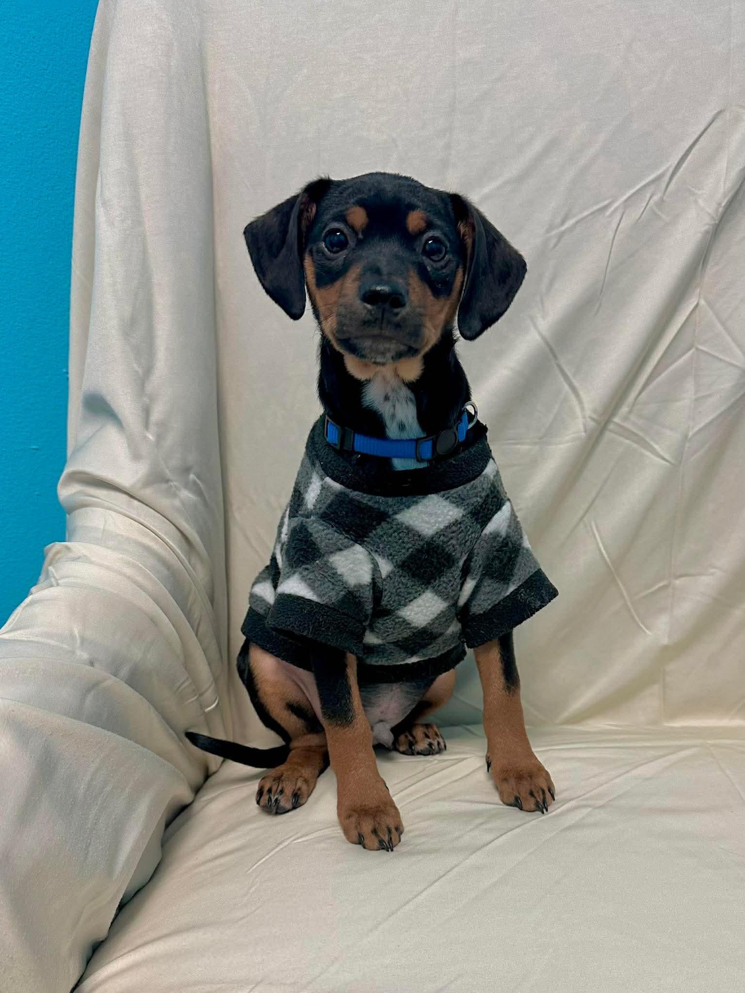 Tiny, Adoptable, Puppy Male Cattle Dog.