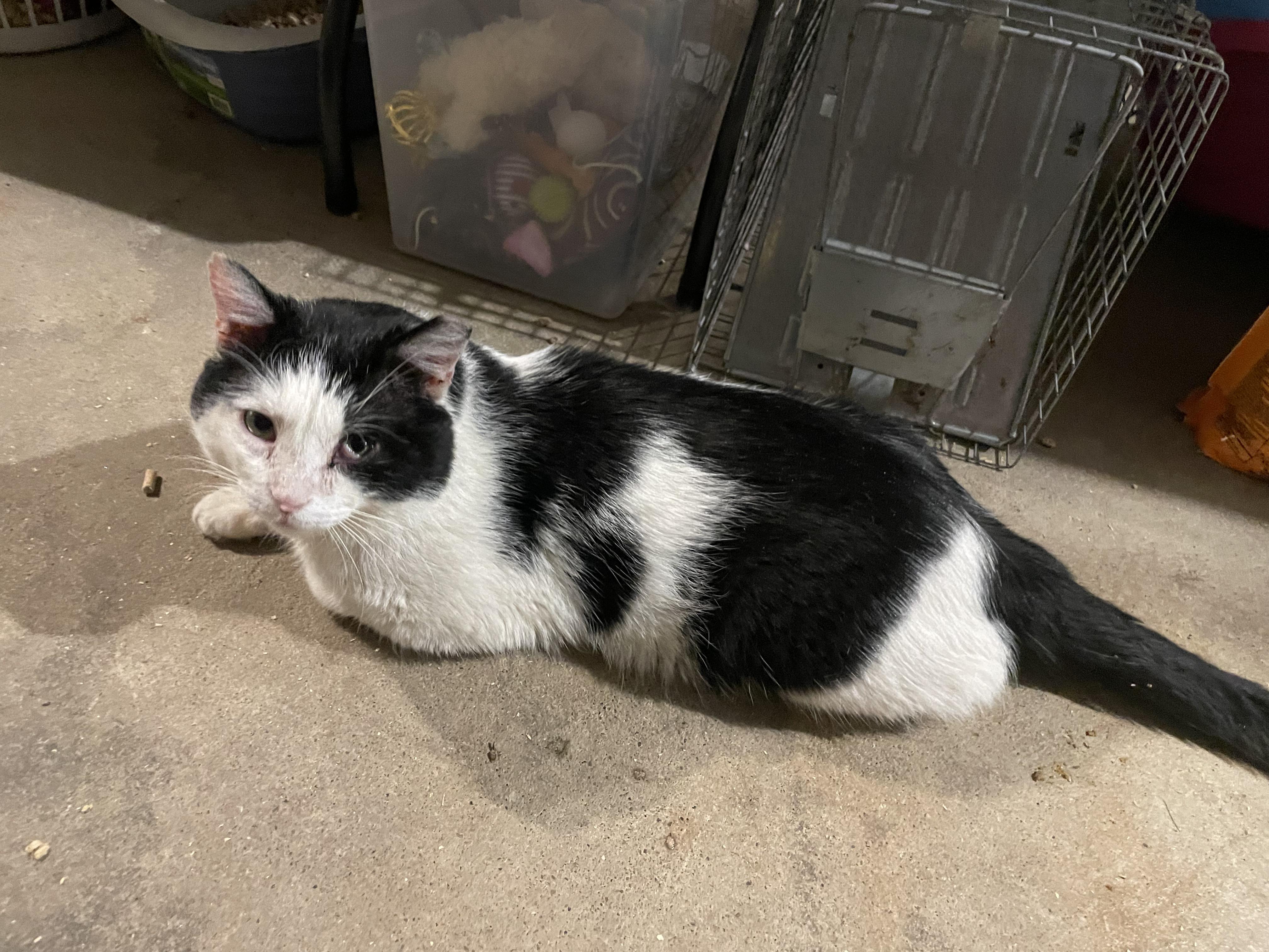 Enlarge Secret, an adoptable Domestic Short Hair in Kent, OH image 5/6