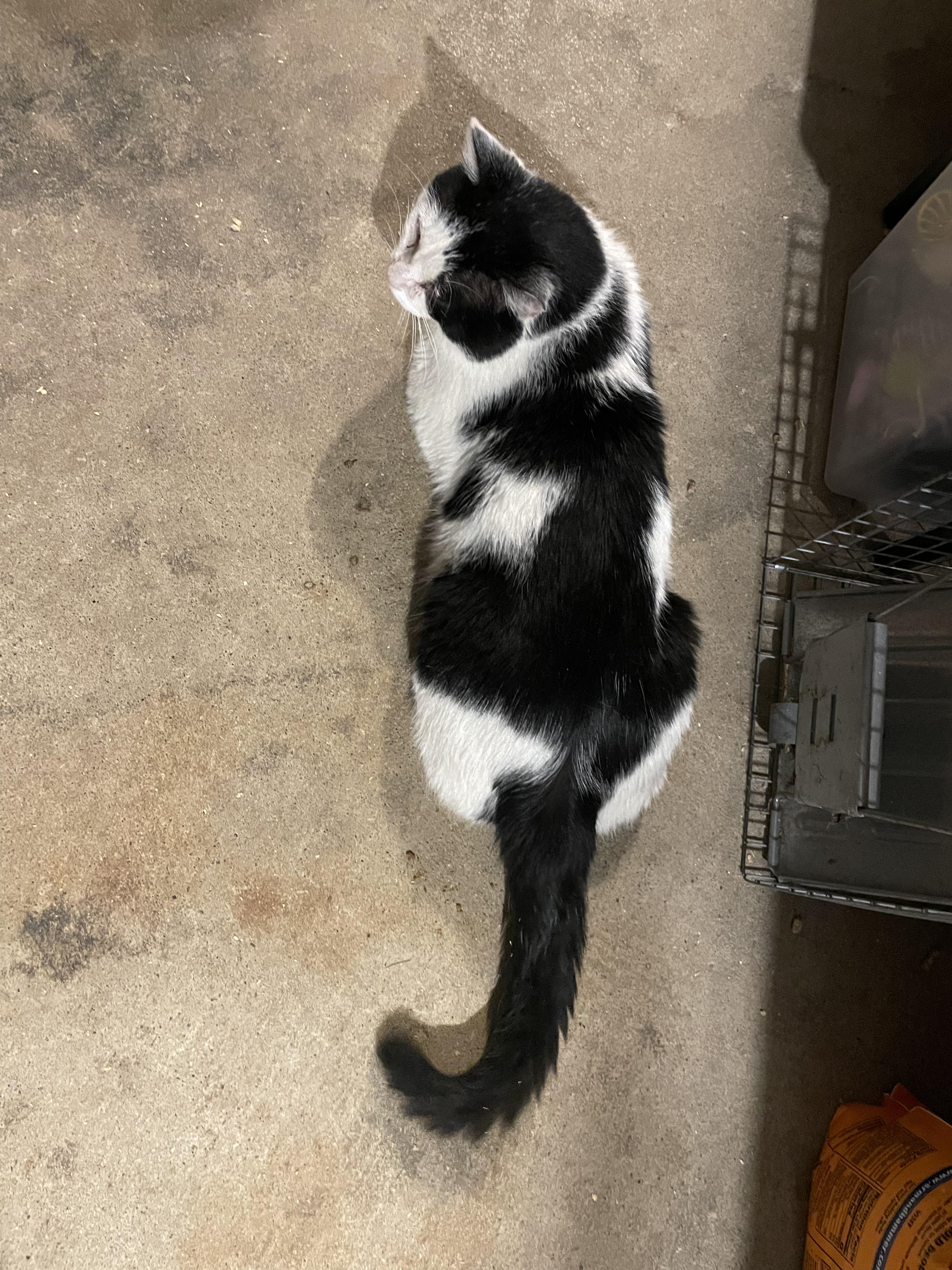 Enlarge Secret, an adoptable Domestic Short Hair in Kent, OH image 2/6