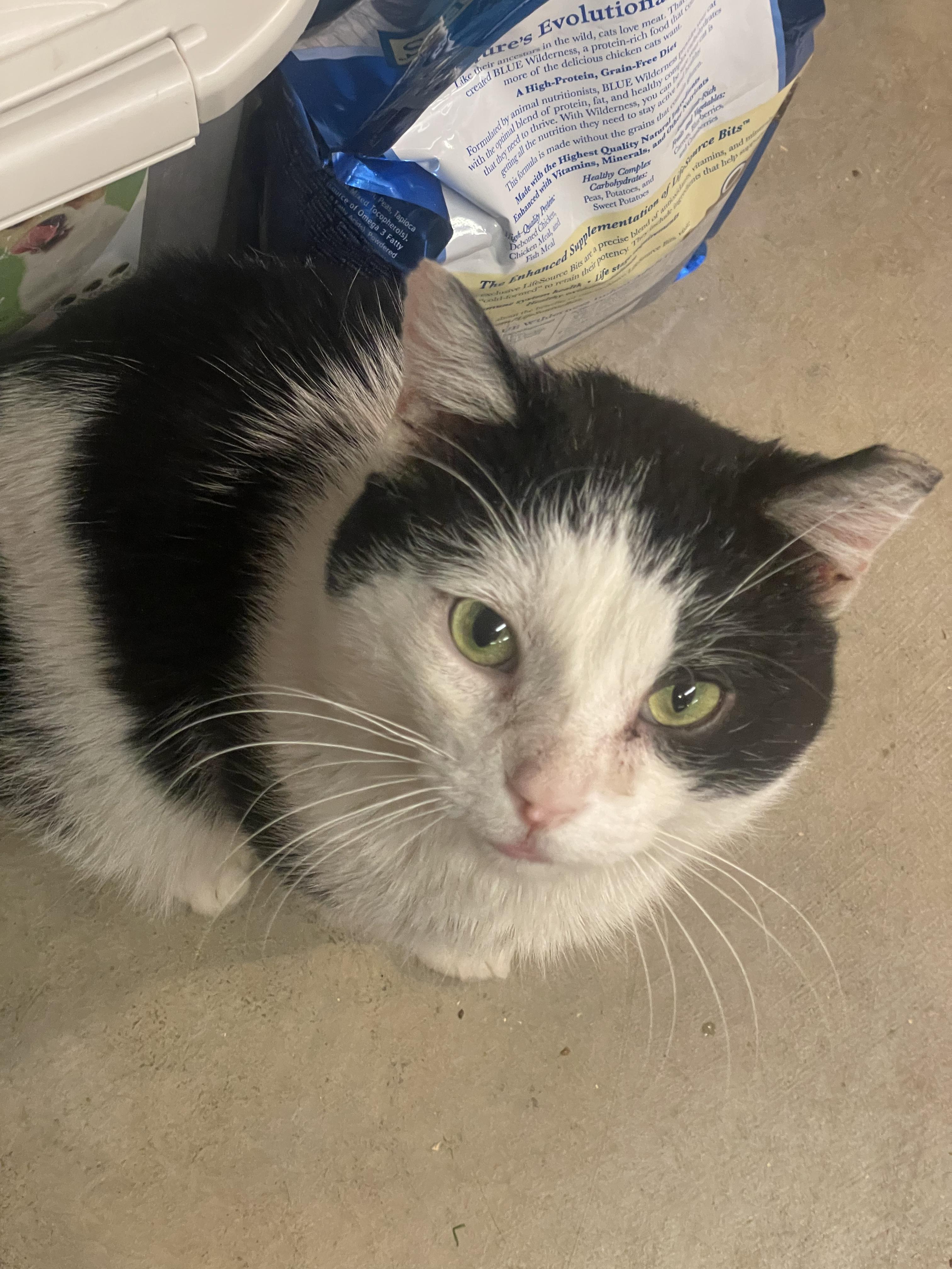 Enlarge Secret, an adoptable Domestic Short Hair in Kent, OH image 6/6