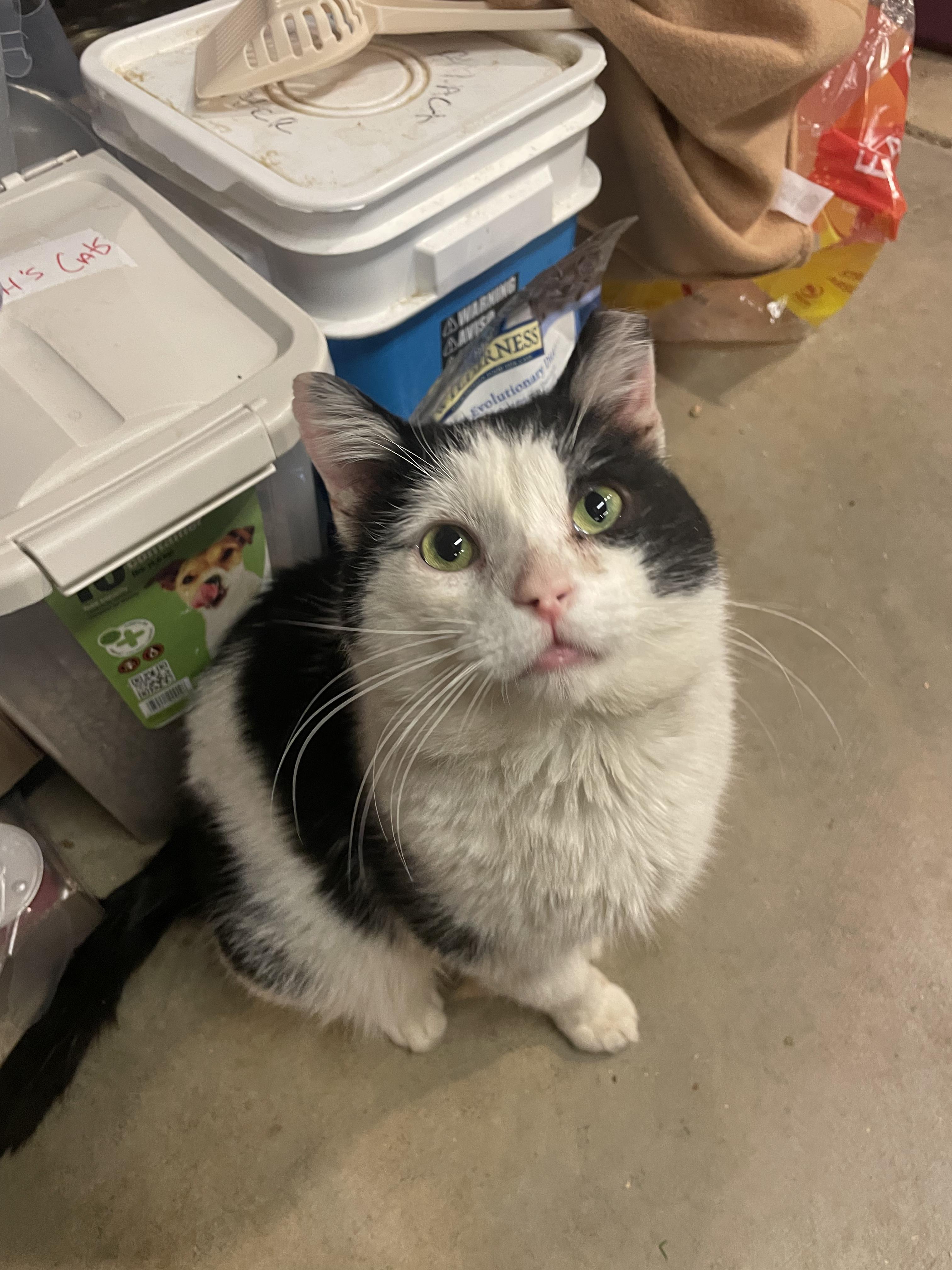 Enlarge Secret, an adoptable Domestic Short Hair in Kent, OH image 4/6