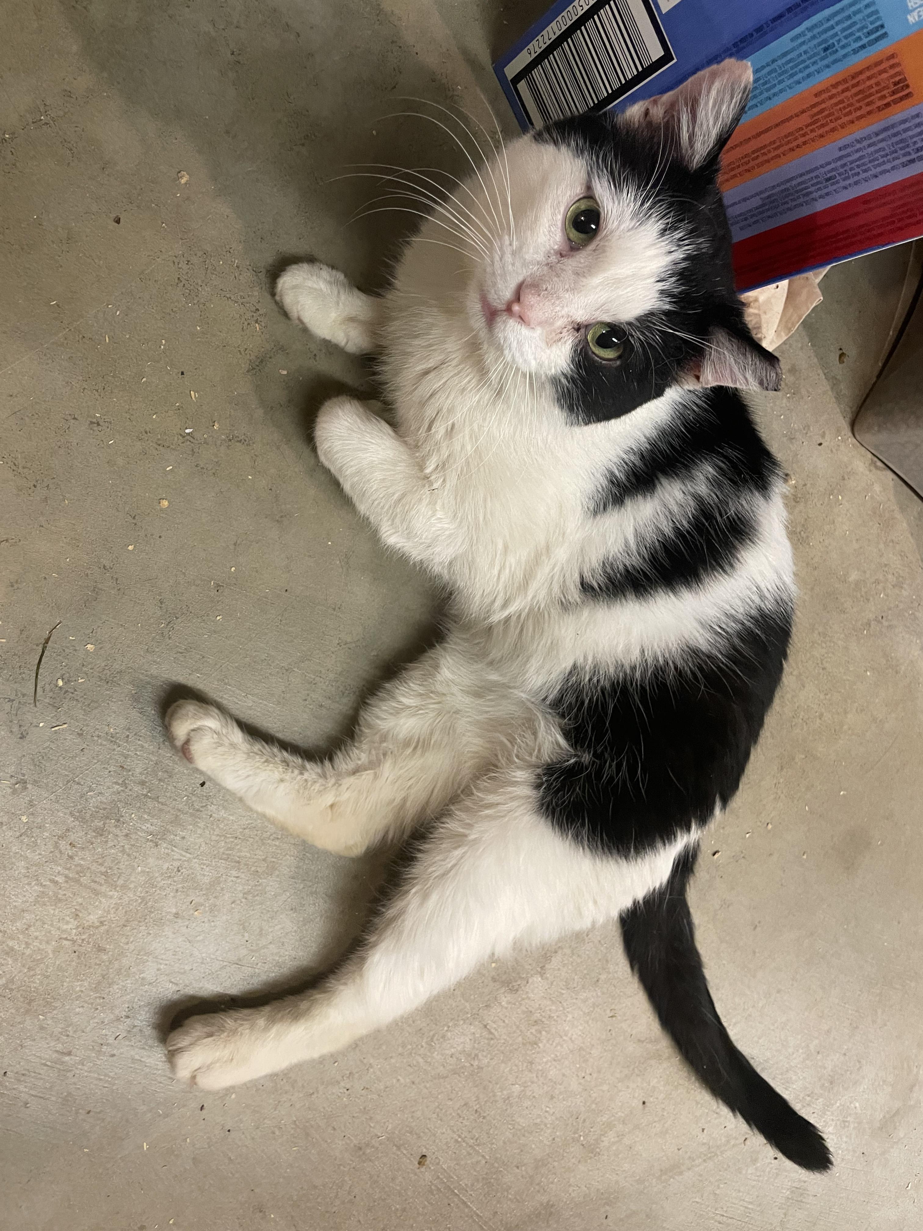 Enlarge Secret, an adoptable Domestic Short Hair in Kent, OH image 3/6
