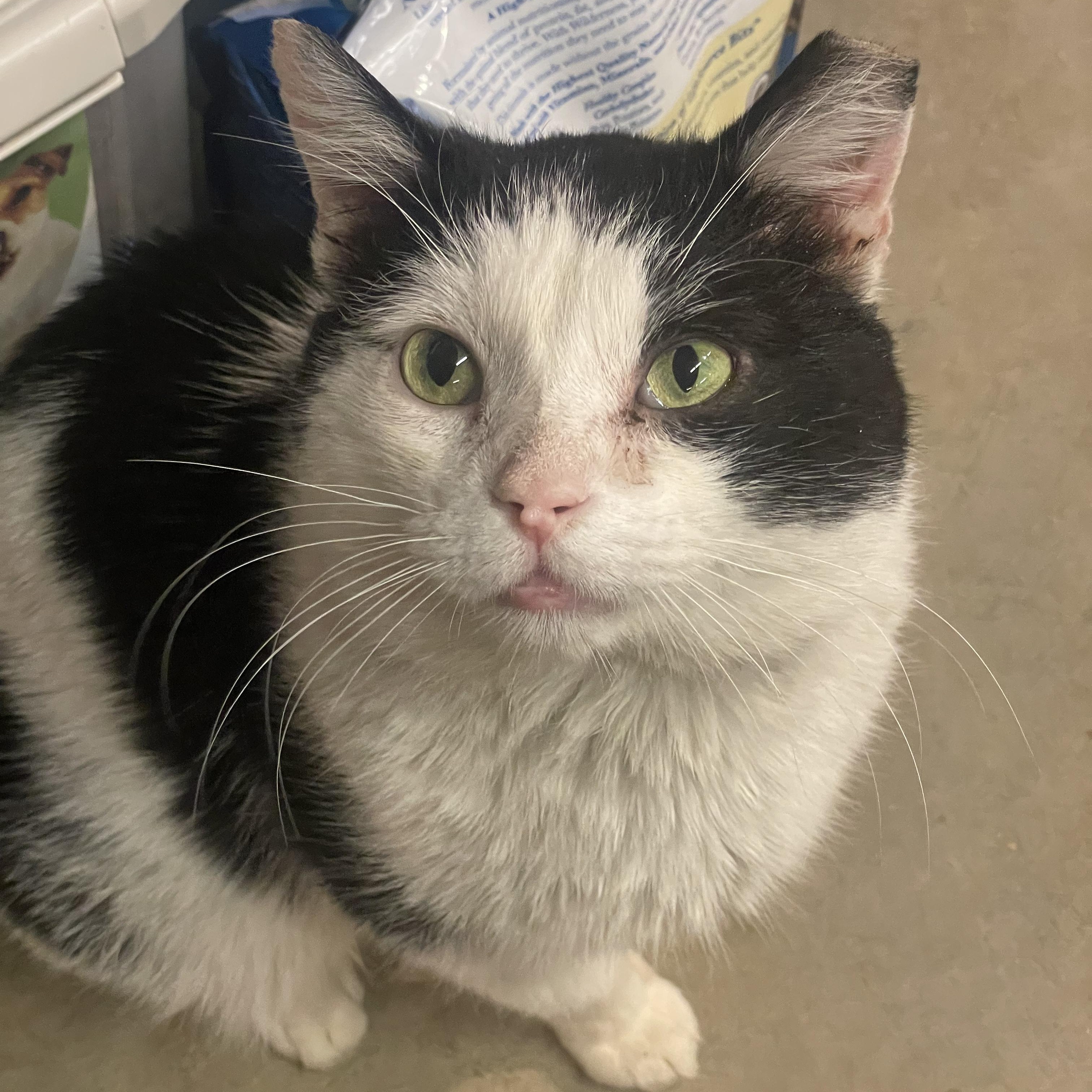 Secret, adoptable, Adult Male Domestic Short Hair.