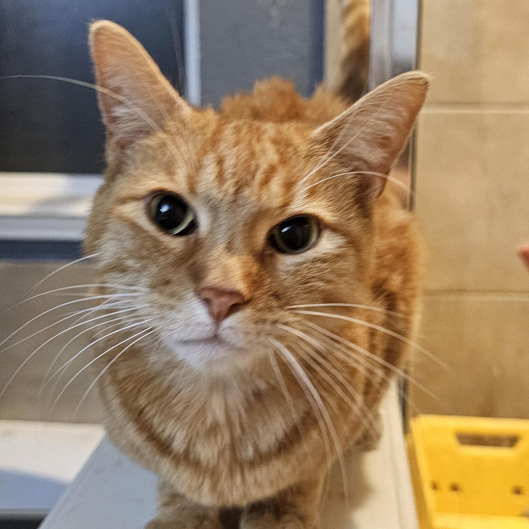 Enlarge Kodzo  OR11208-T, an adoptable mixed breed in Beaverton, OR image 2/4