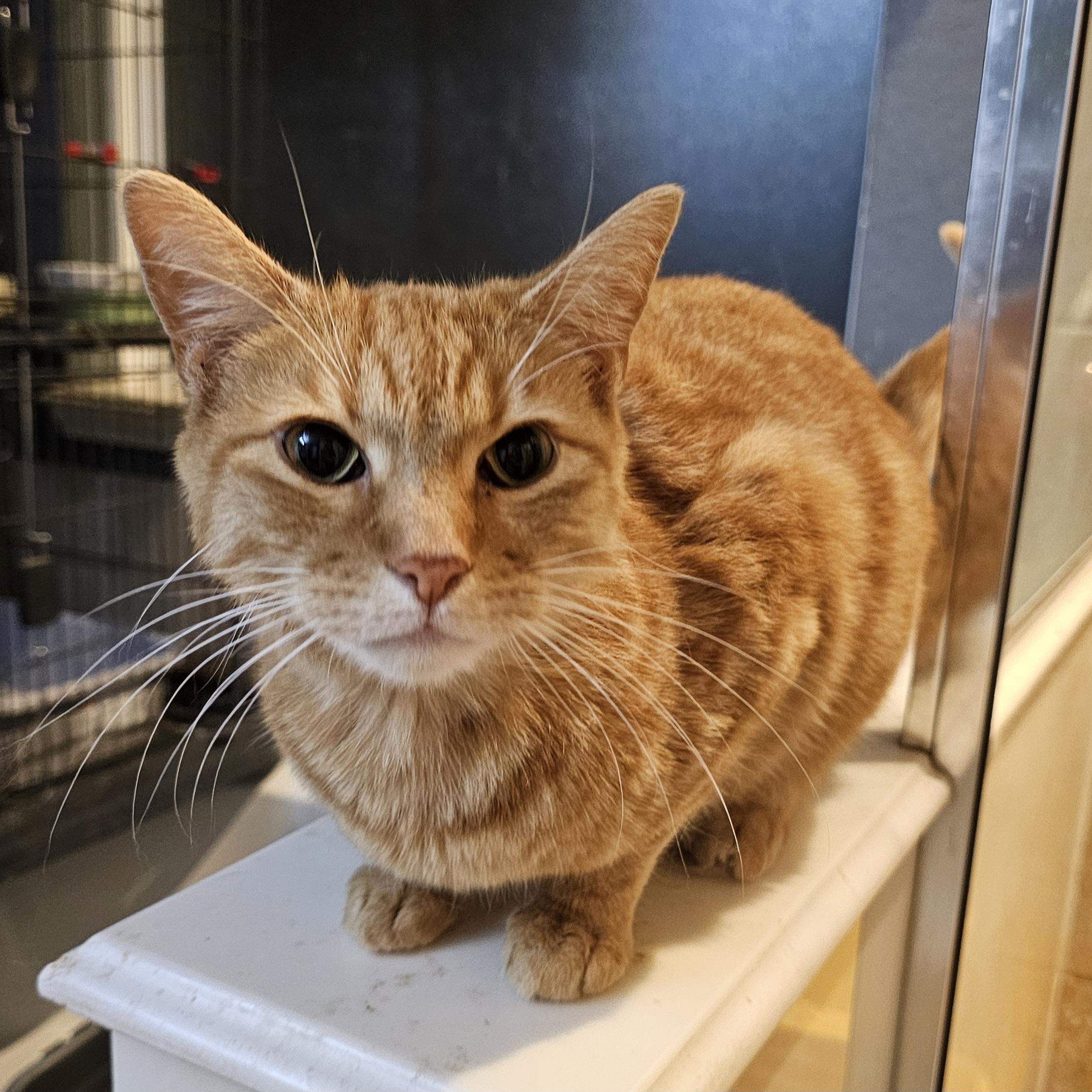 Enlarge Kodzo  OR11208-T, an adoptable mixed breed in Beaverton, OR image 4/4