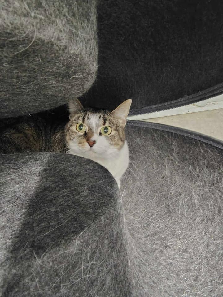 Sally , ADOPTABLE, Adult Female Domestic Short Hair.