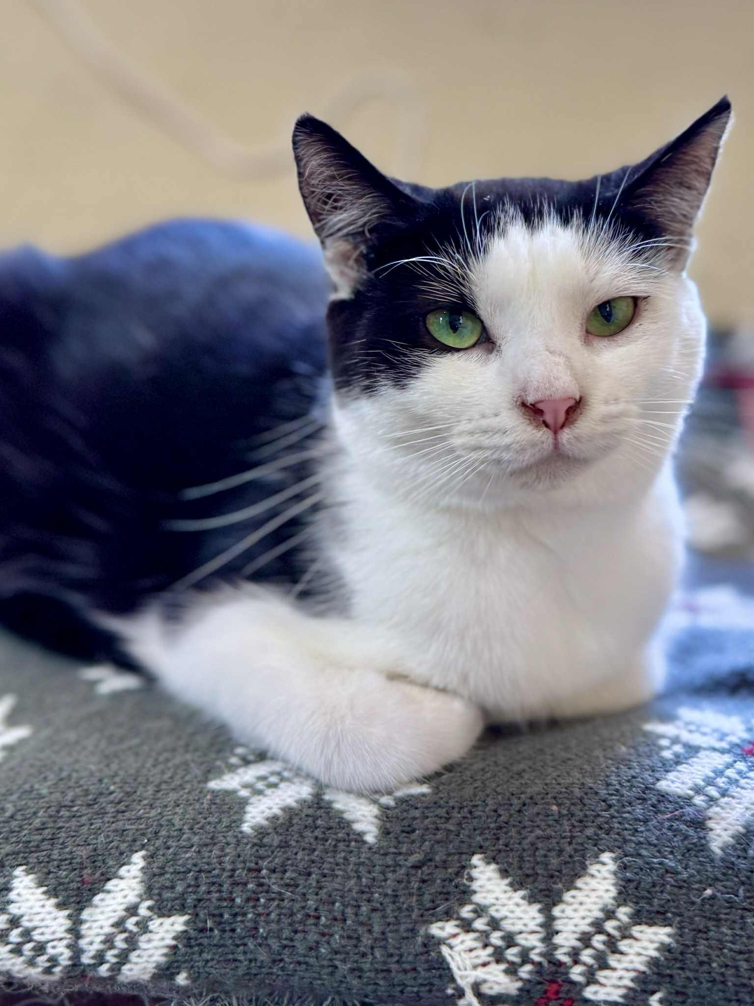 Toast, a Adoptable American Shorthair in Rixeyville, VA image 5/6