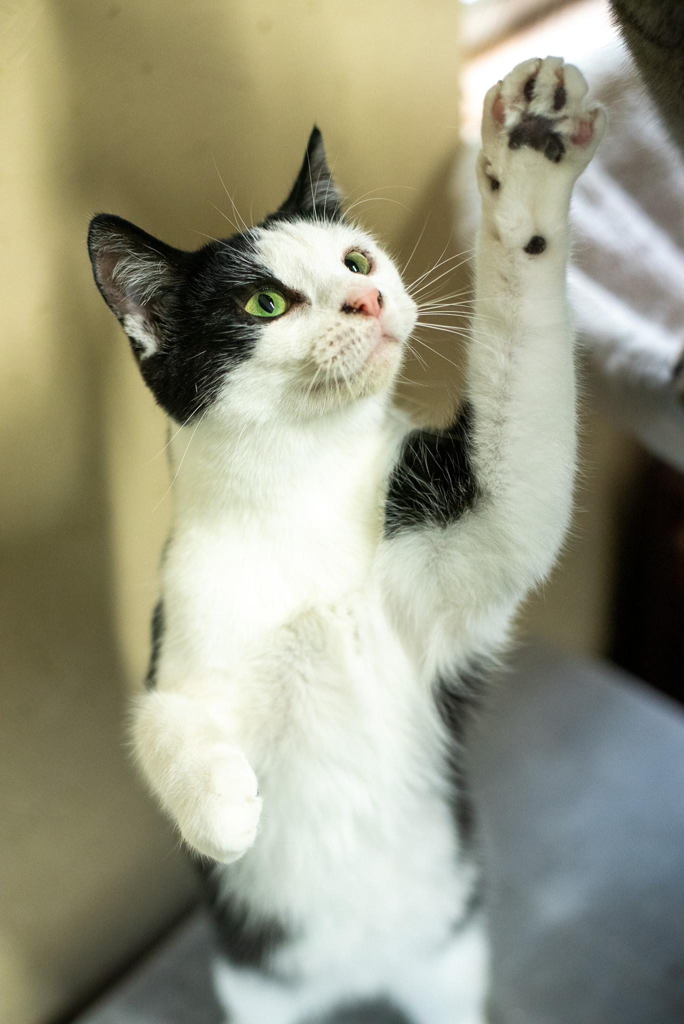Toast, a Adoptable American Shorthair in Rixeyville, VA image 2/6