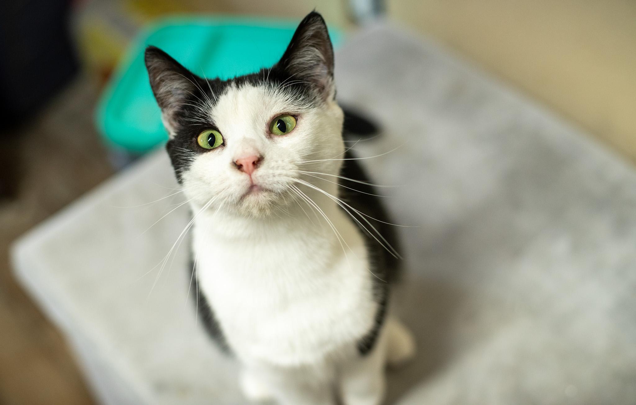 Toast, a Adoptable American Shorthair in Rixeyville, VA image 3/6