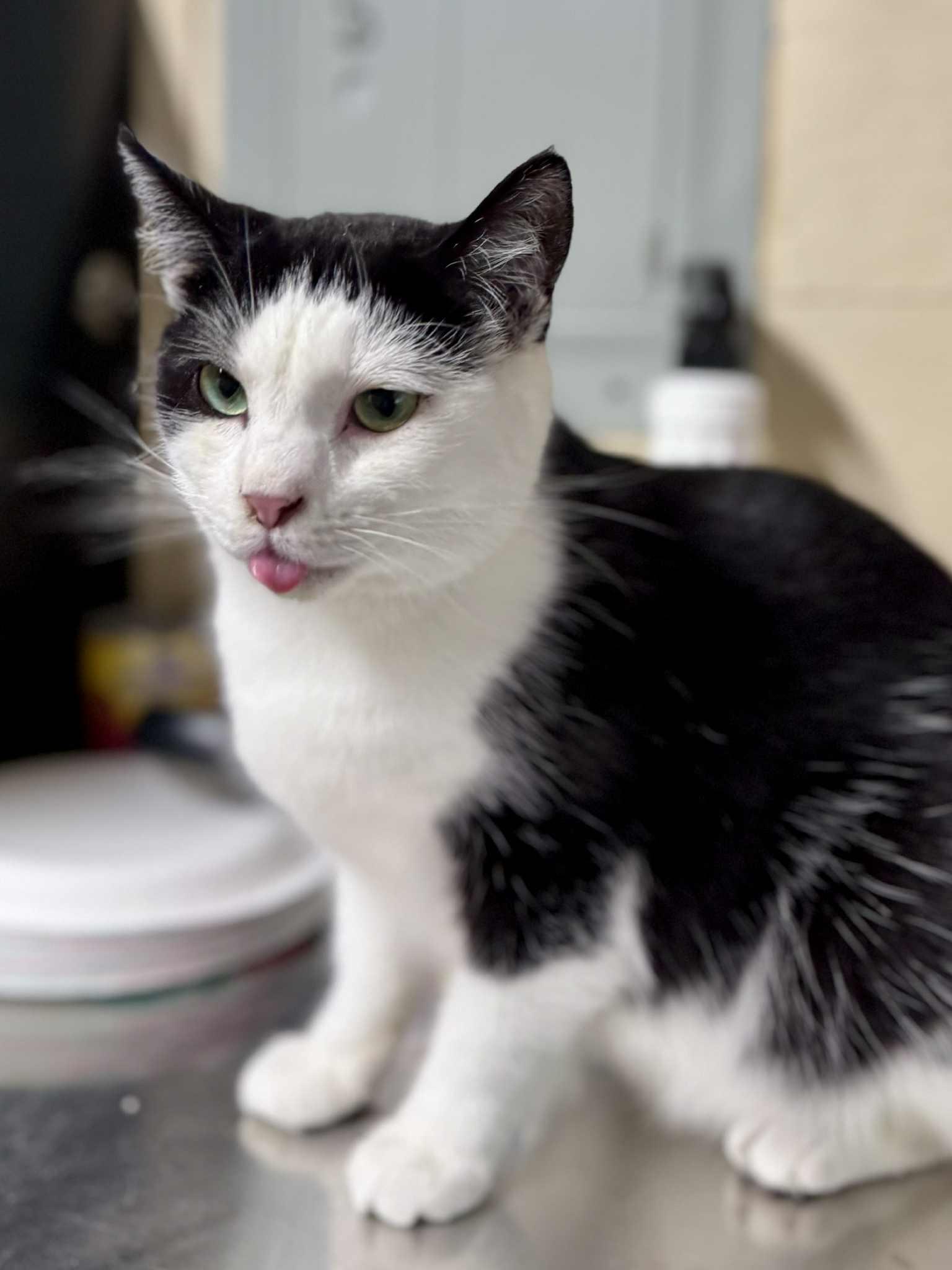 Toast, a Adoptable American Shorthair in Rixeyville, VA image 1/6