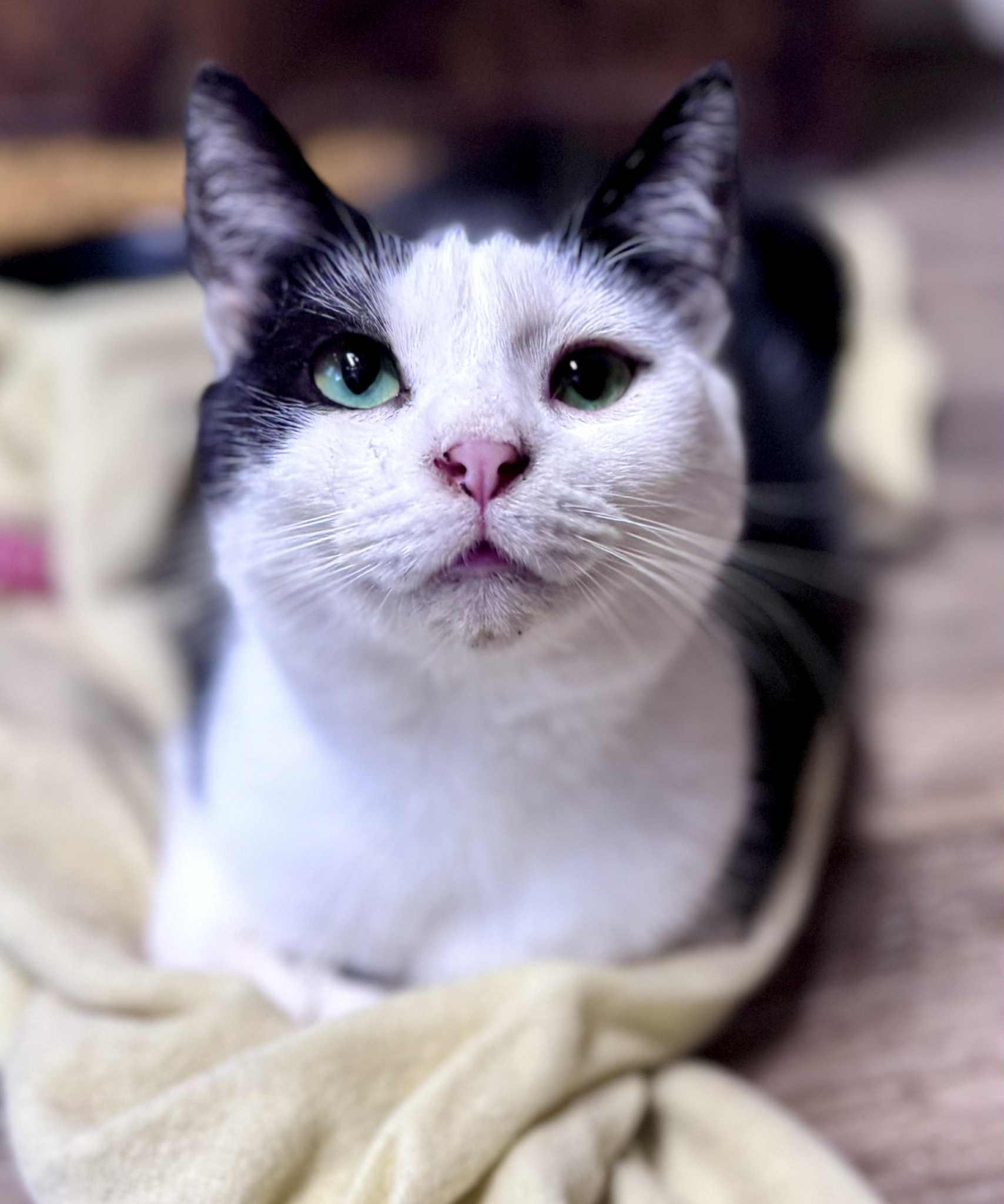 Toast, a Adoptable American Shorthair in Rixeyville, VA image 6/6