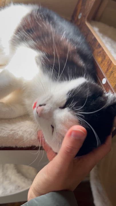 Enlarge Toast, a Adoptable American Shorthair in Rixeyville, VA video 4/6