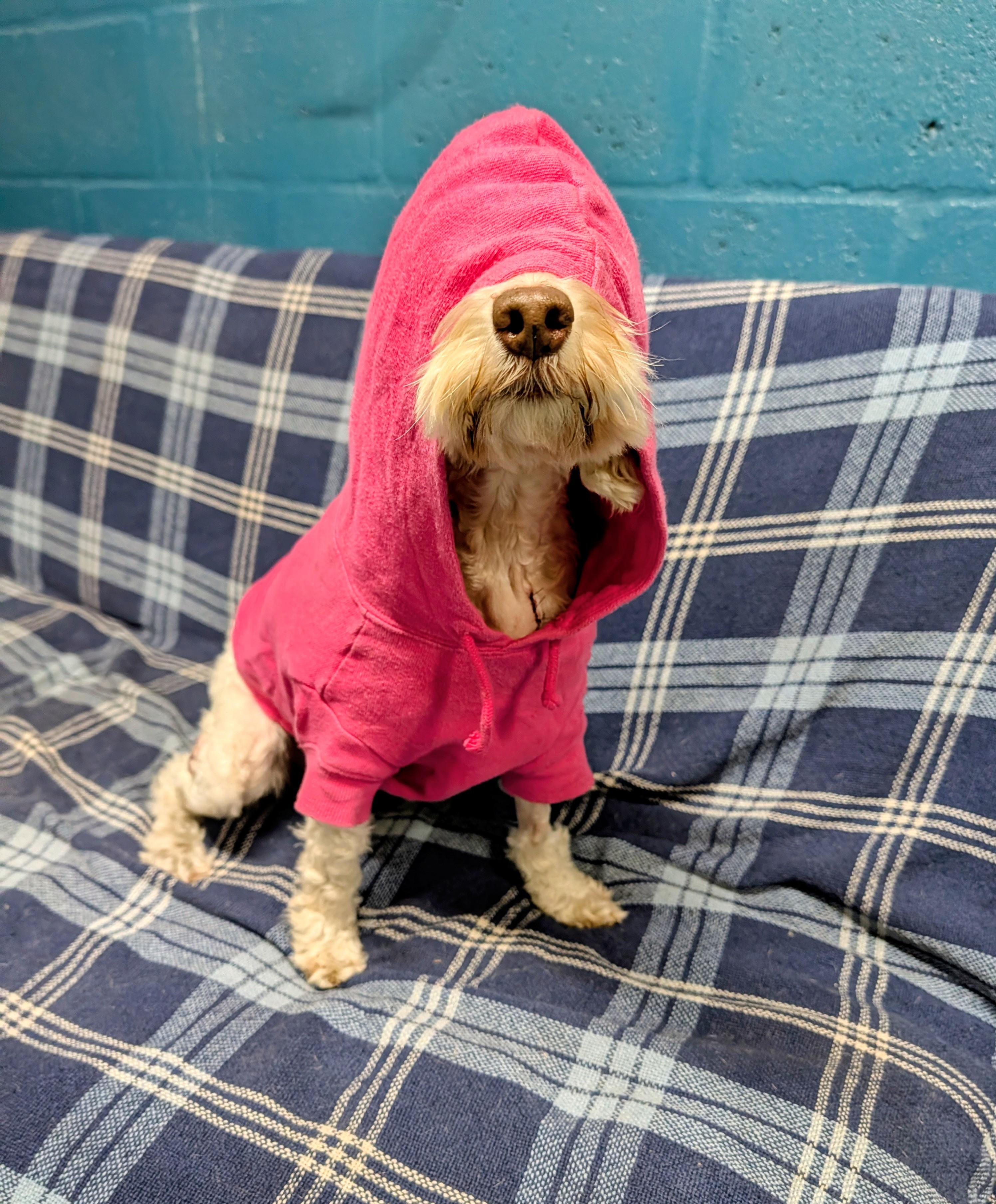 Pearl, Adoptable, Adult Female Cockapoo.