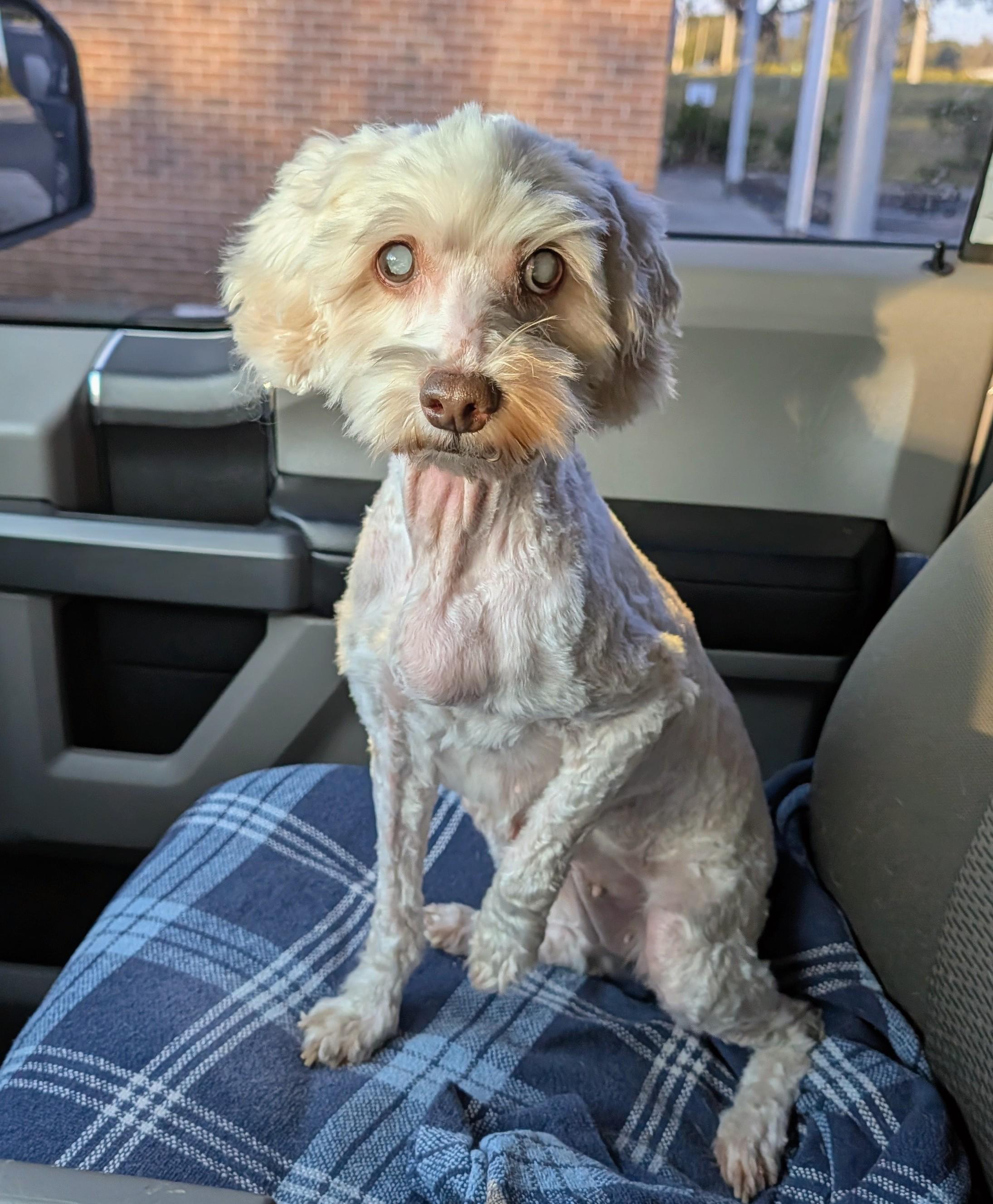 Pearl, an adoptable Cockapoo in Punta Gorda , FL, 33982 | Photo Image 1