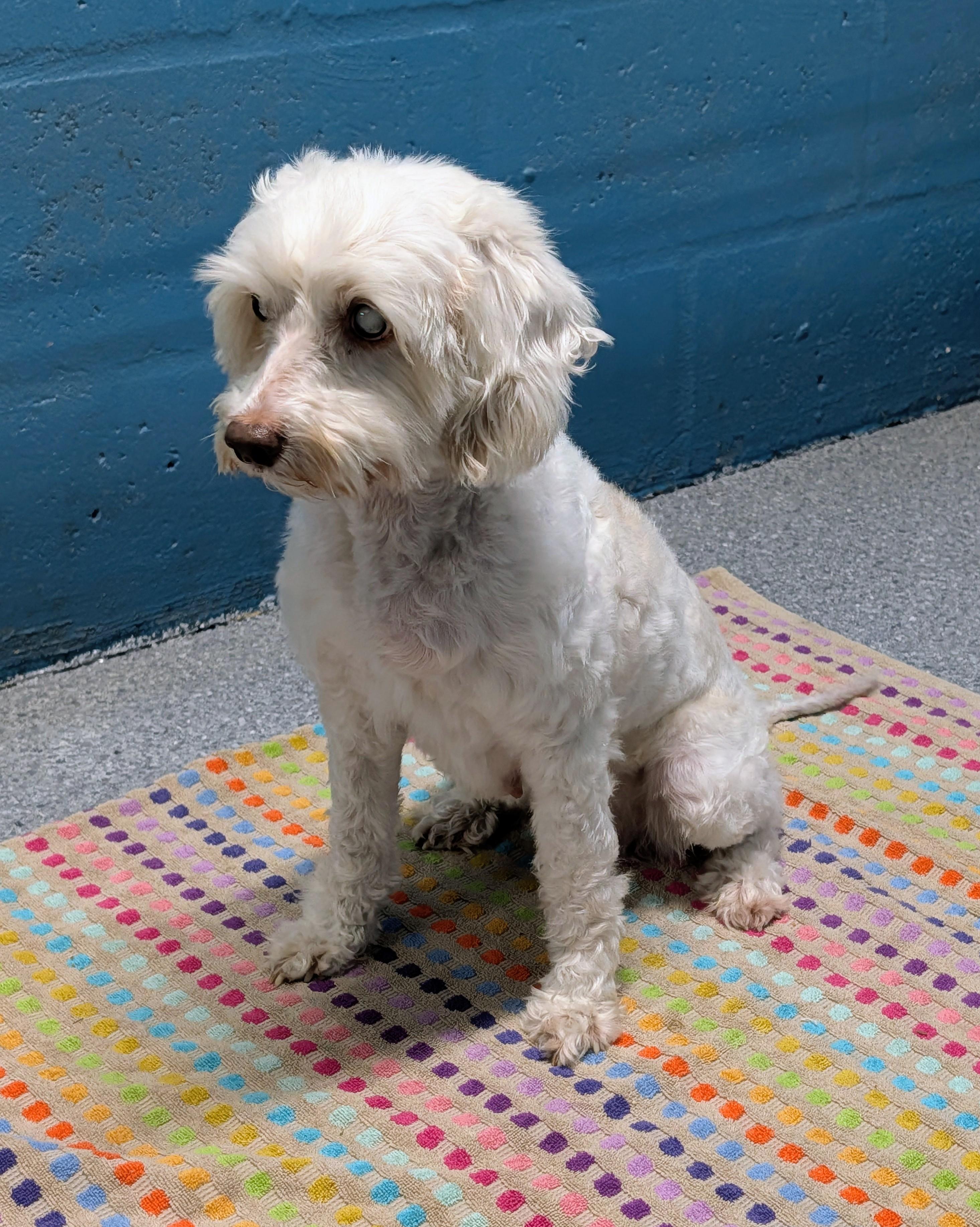 Enlarge Pearl, a Adoptable Cockapoo in Punta Gorda , FL image 2/3