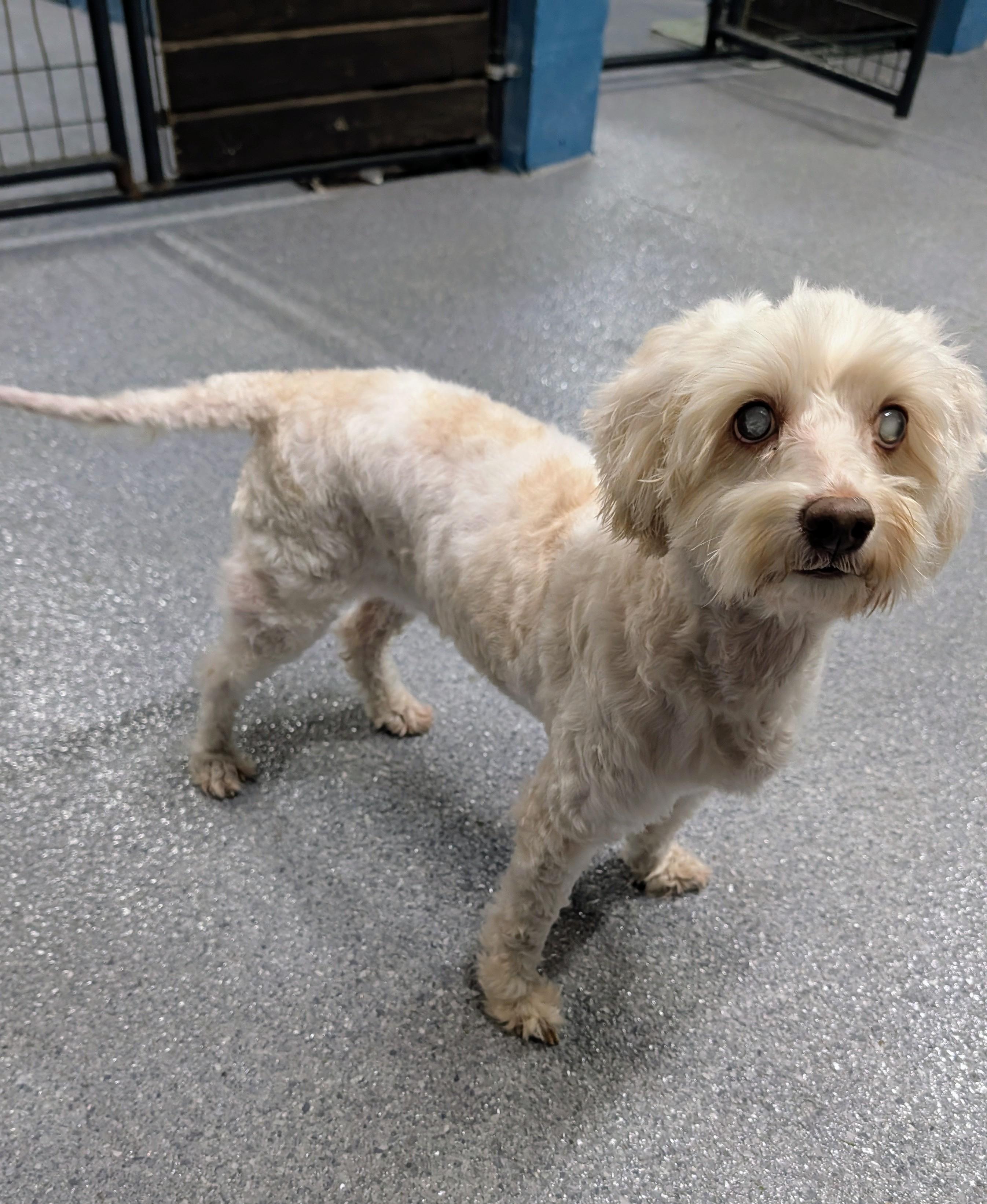 Enlarge Pearl, a Adoptable Cockapoo in Punta Gorda , FL image 3/3