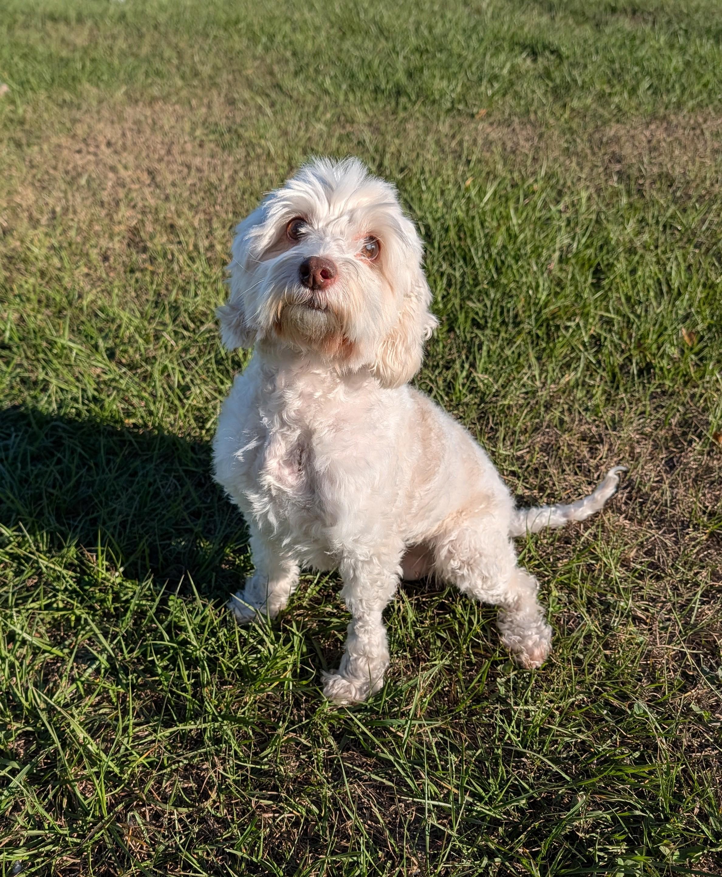 Enlarge Pearl, an adopted Cockapoo in Punta Gorda , FL image 1/5