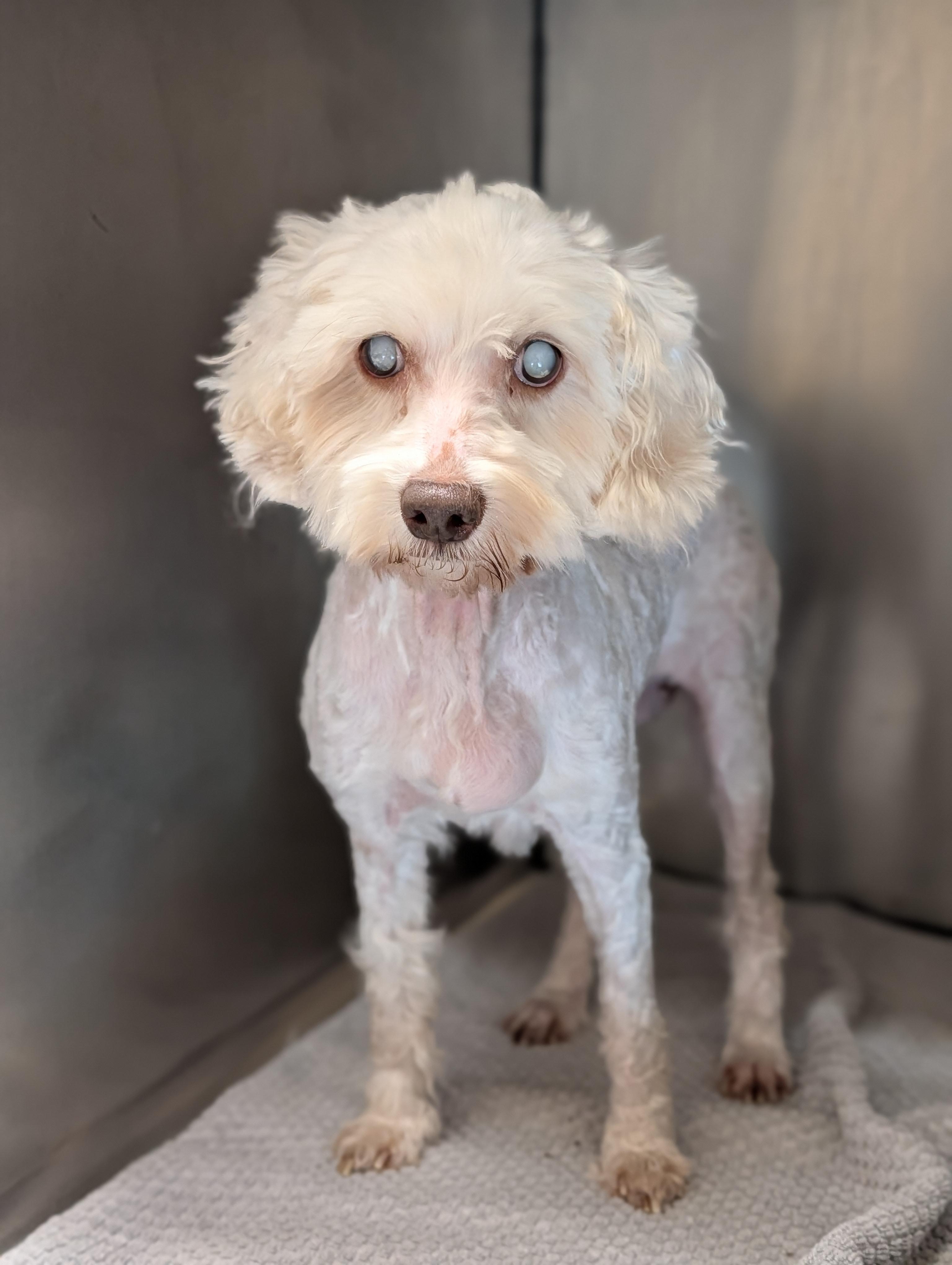 Pearl, an adoptable Cockapoo in Punta Gorda , FL, 33982 | Photo Image 2