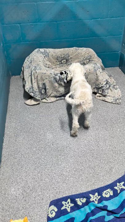 Enlarge Pearl, an adopted Cockapoo in Punta Gorda , FL video 5/5