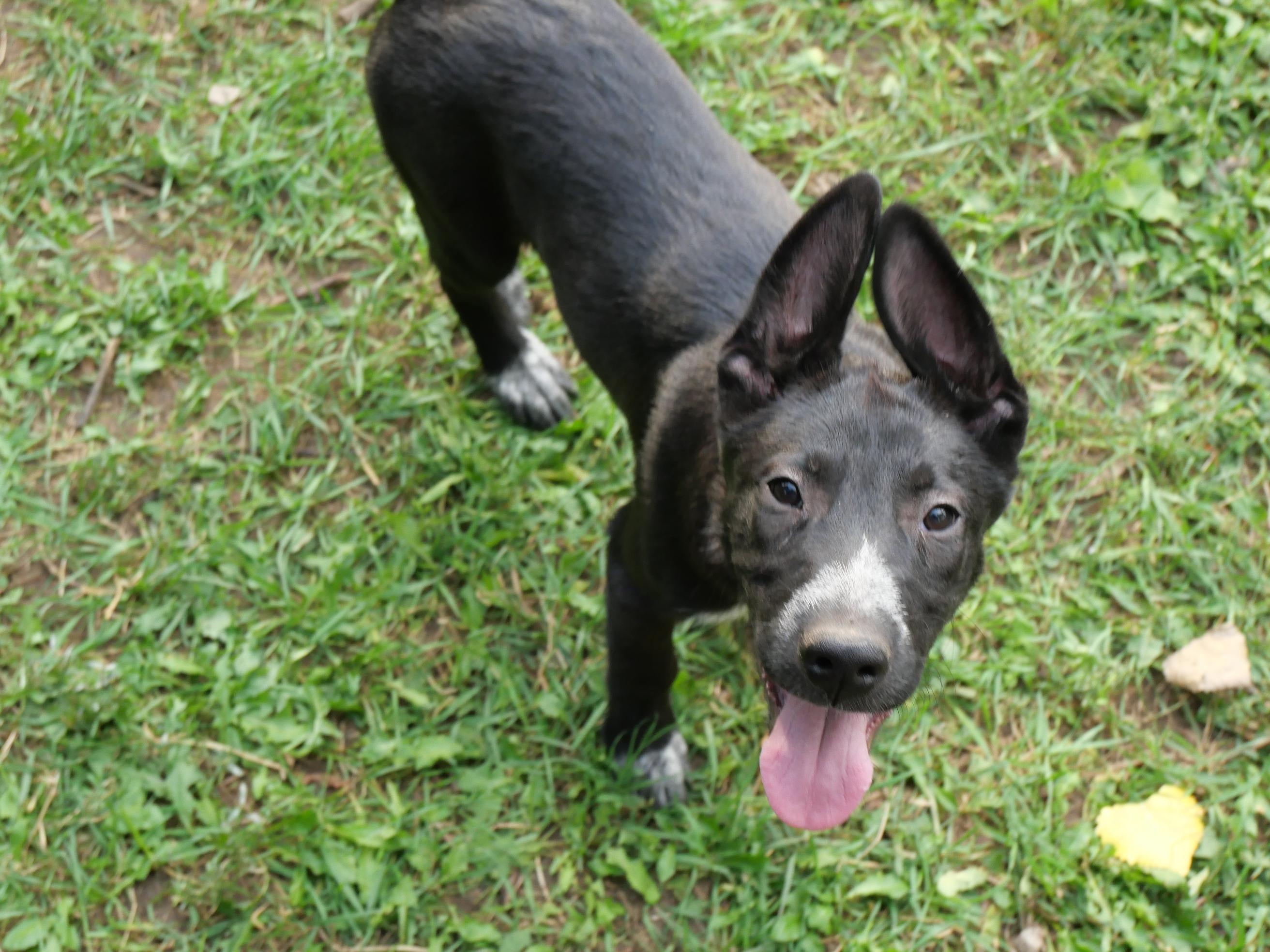 Bindi, a Adoptable mixed breed in Boulder, CO image 4/5
