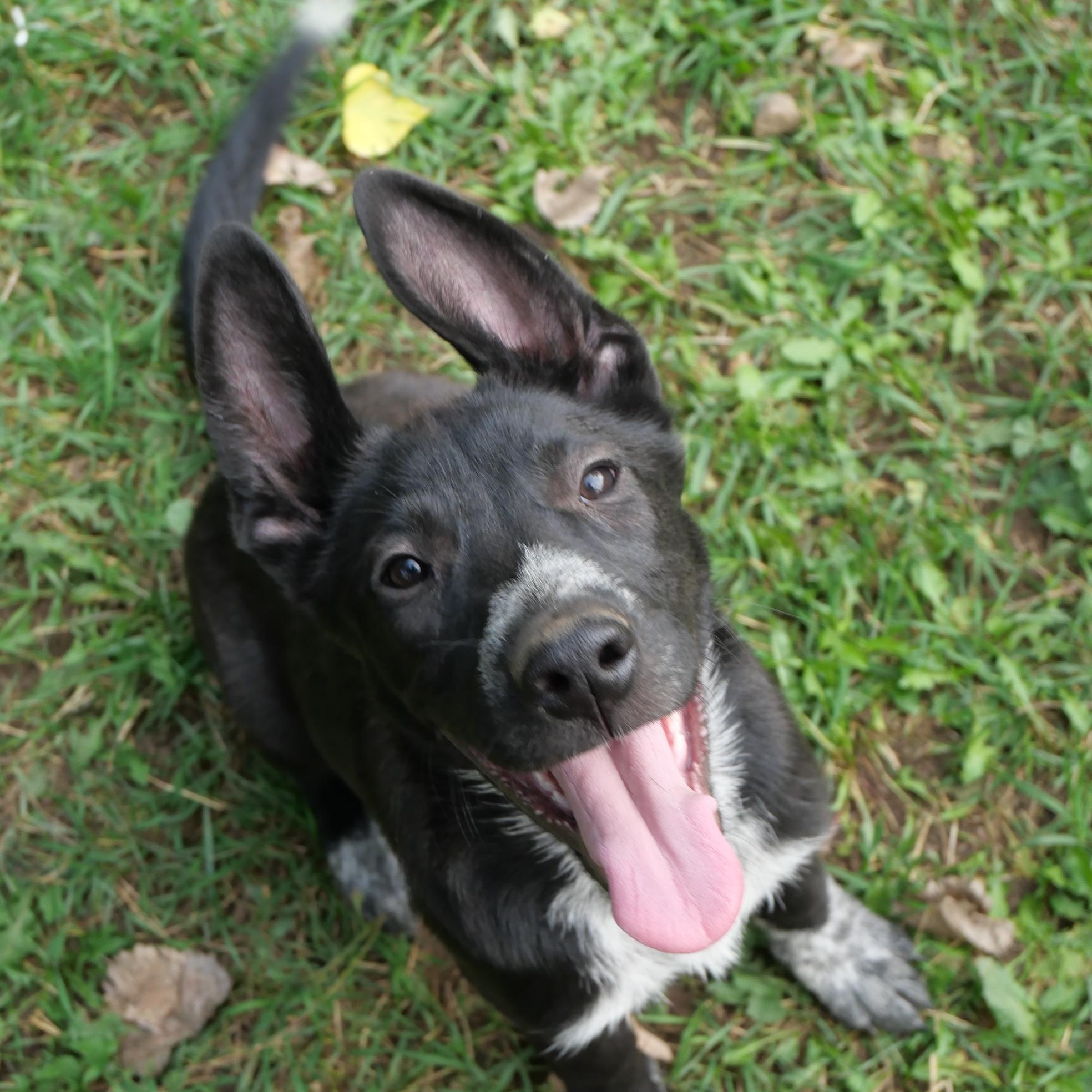 Bindi, Adoptable, Puppy Male German Shepherd Dog & Australian Cattle Dog / Blue Heeler.