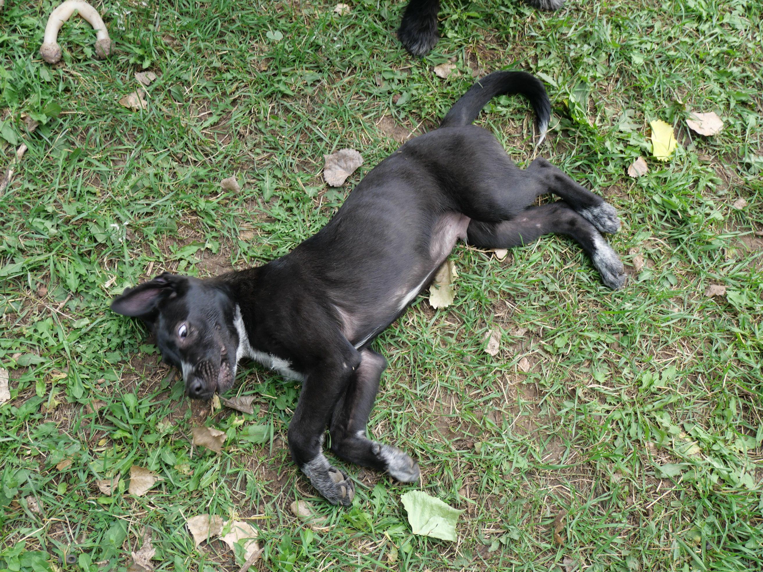 Bindi, a Adoptable mixed breed in Boulder, CO image 2/5