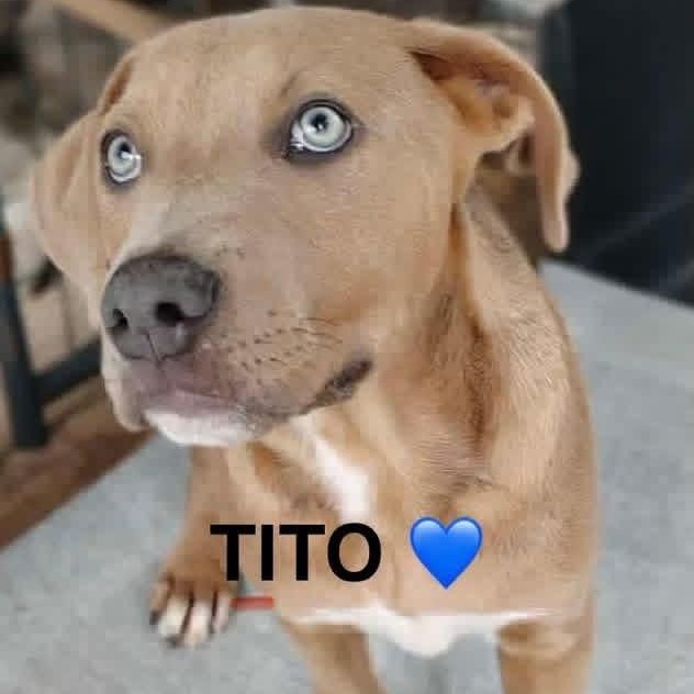 Tito, adopted, Puppy Male Labrador Retriever.