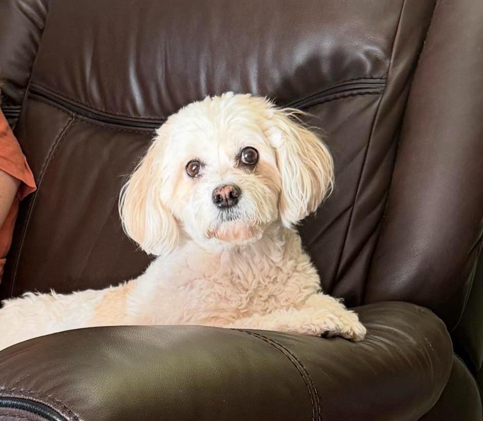 Enlarge Coco, a Adoptable mixed breed in Huntington, NY image 1/3