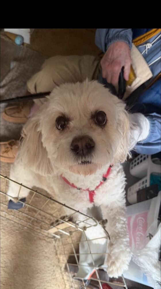 Enlarge Coco, a Adoptable mixed breed in Huntington, NY image 2/3