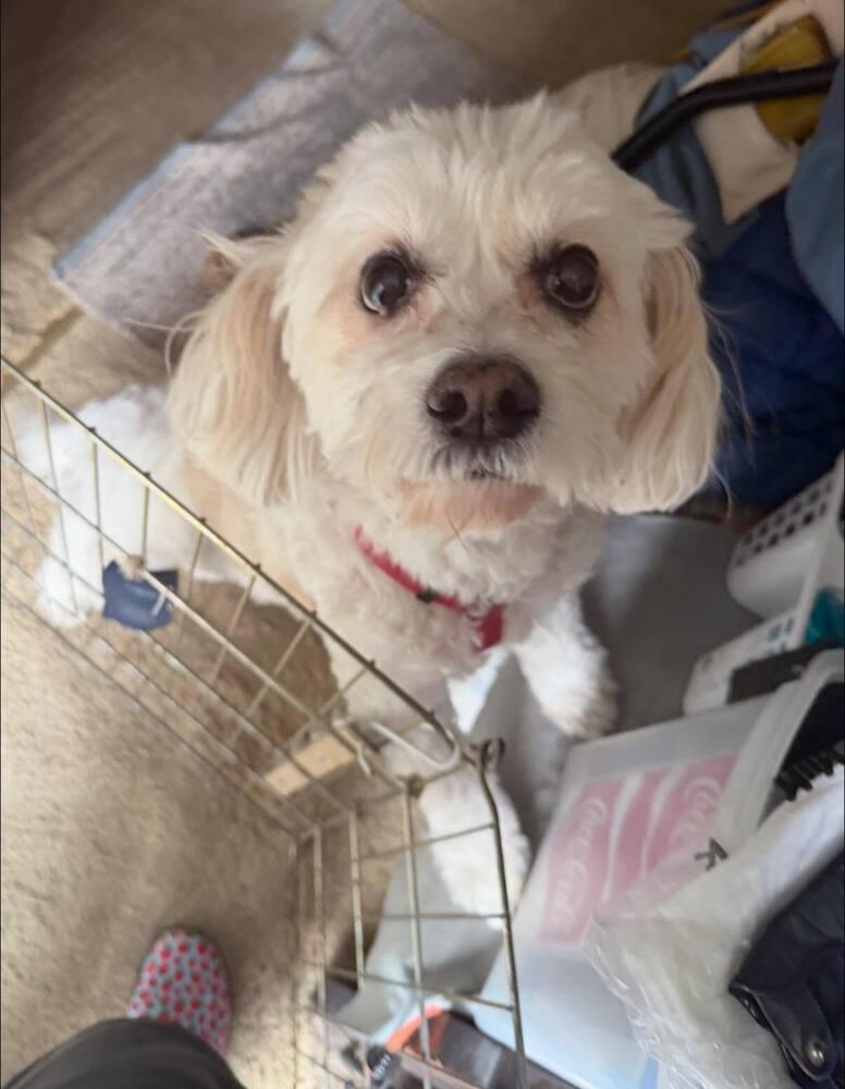 Enlarge Coco, a Adoptable mixed breed in Huntington, NY image 3/3