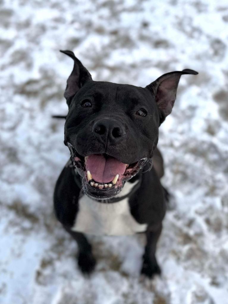 Enlarge Coco, a Adopted Pit Bull Terrier in Peru, NY image 1/1